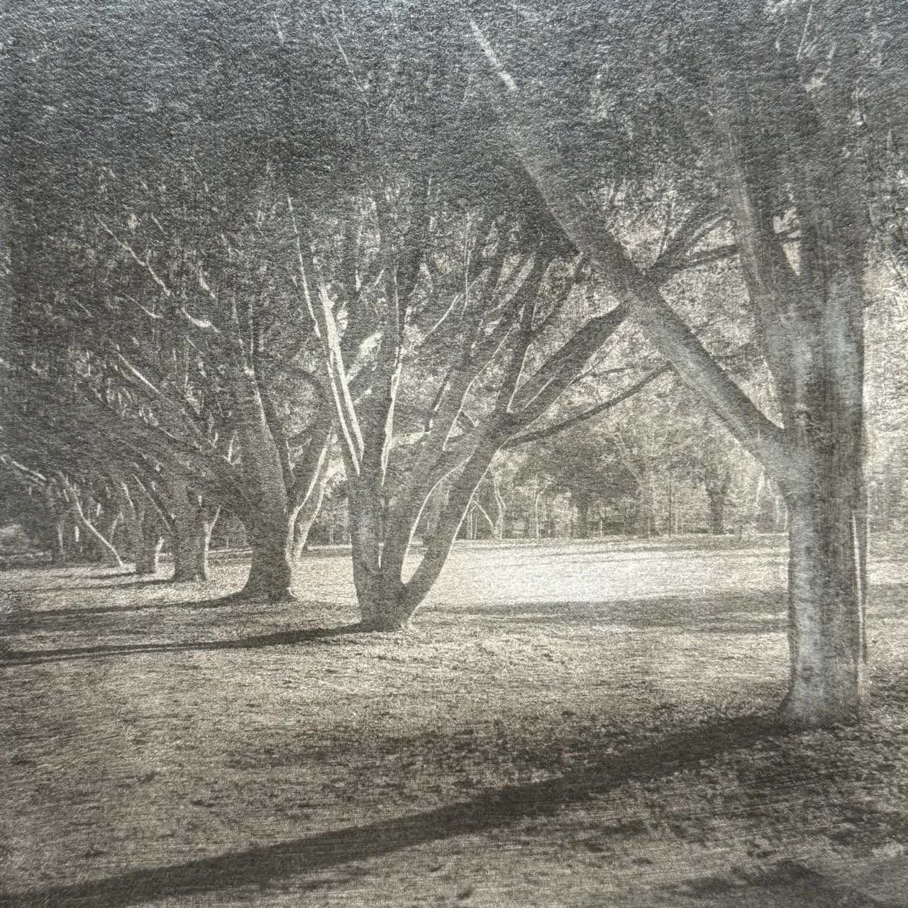 Trees and Shades_Silver Gelatin Print on board_ $180_KOJIRO OISHI.jpeg