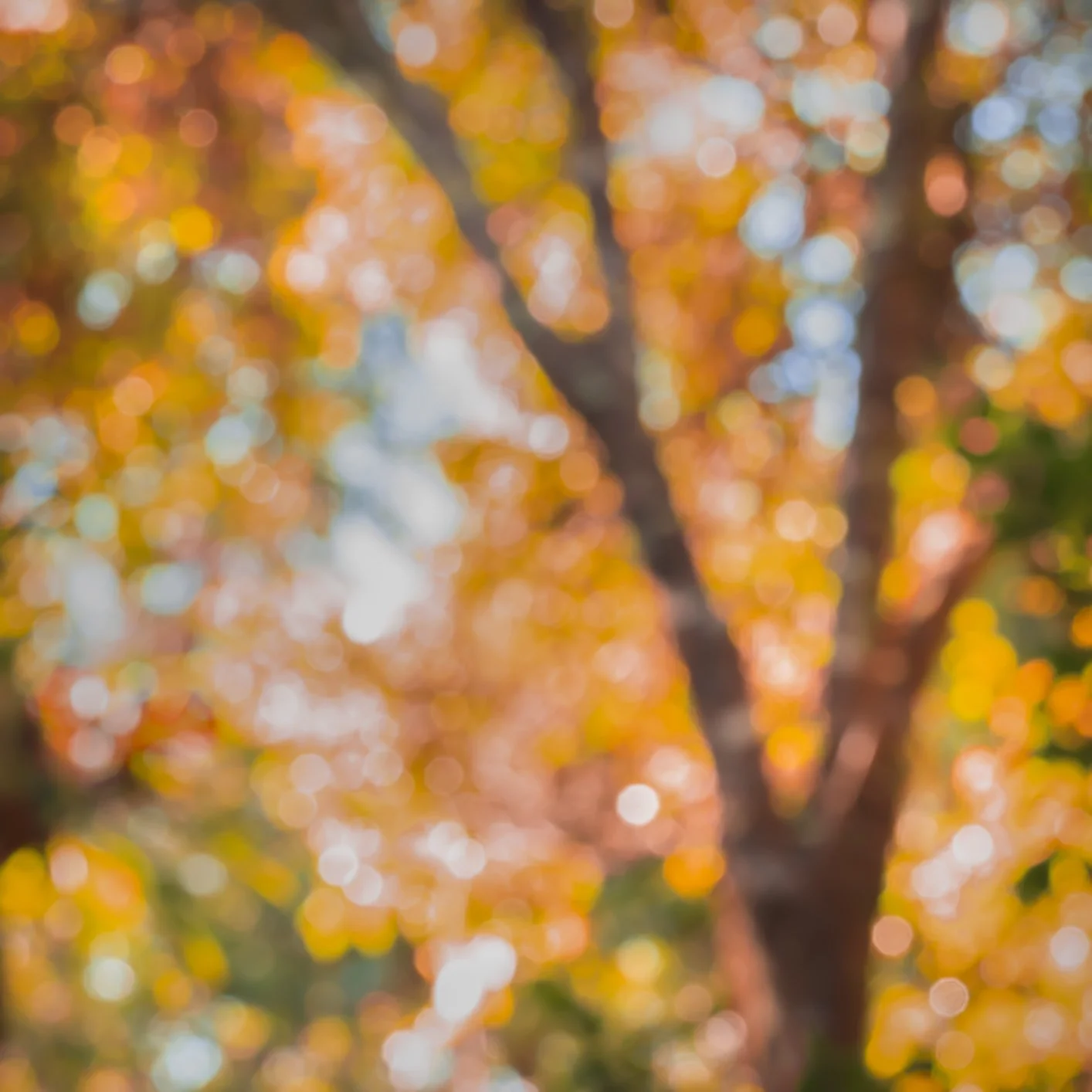 The_Return_Photography_$135_SueDowling.jpg