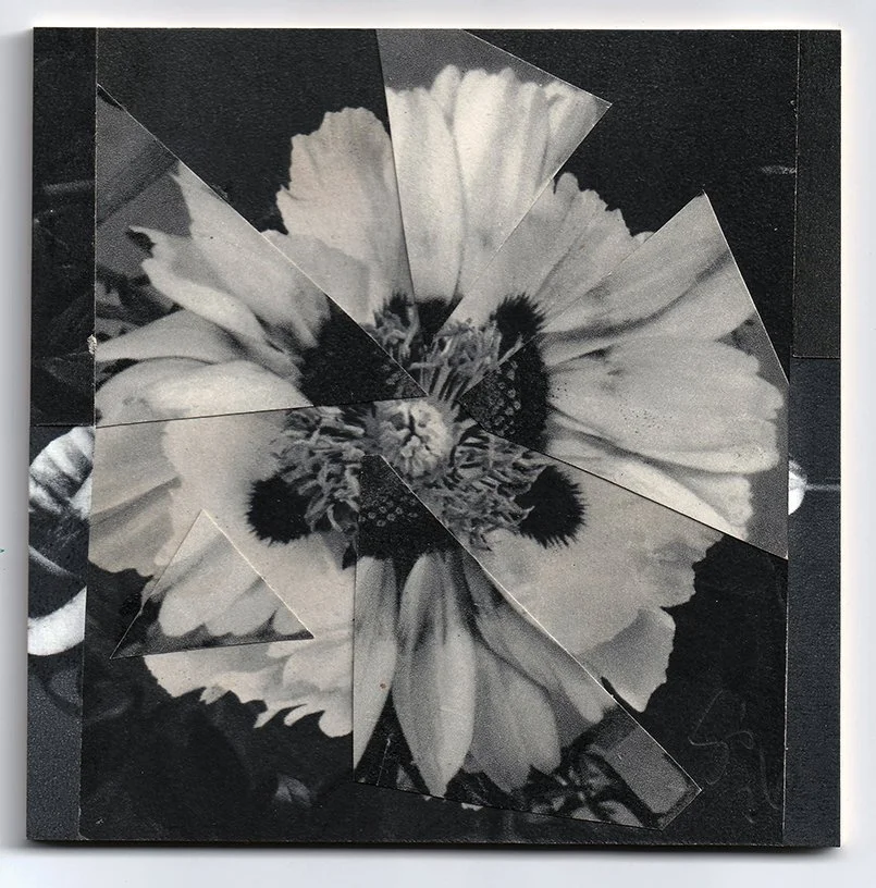 Sunshine_collage_100_Sabine_PIck (1).jpg