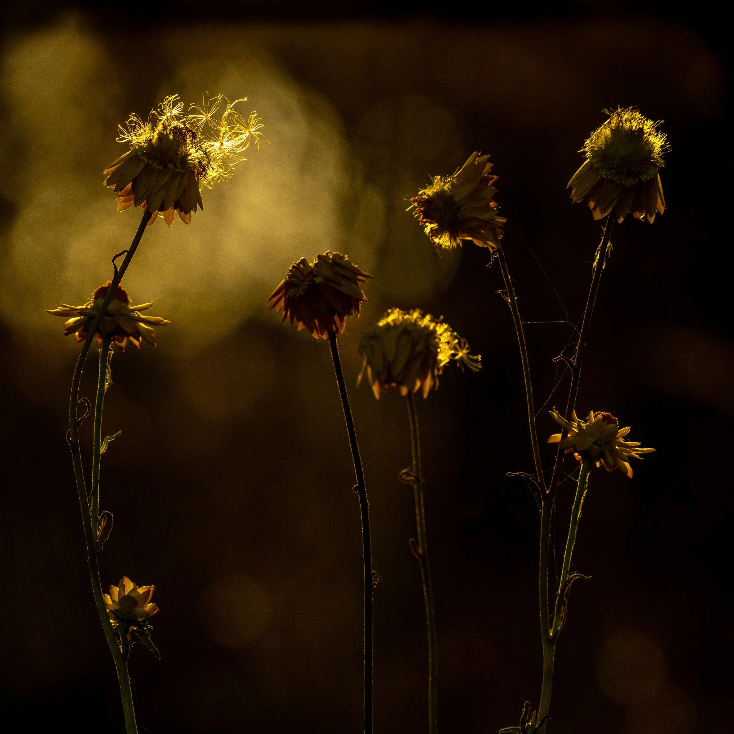 Into Night_acrylic photograph_105_Kate Geary.jpg