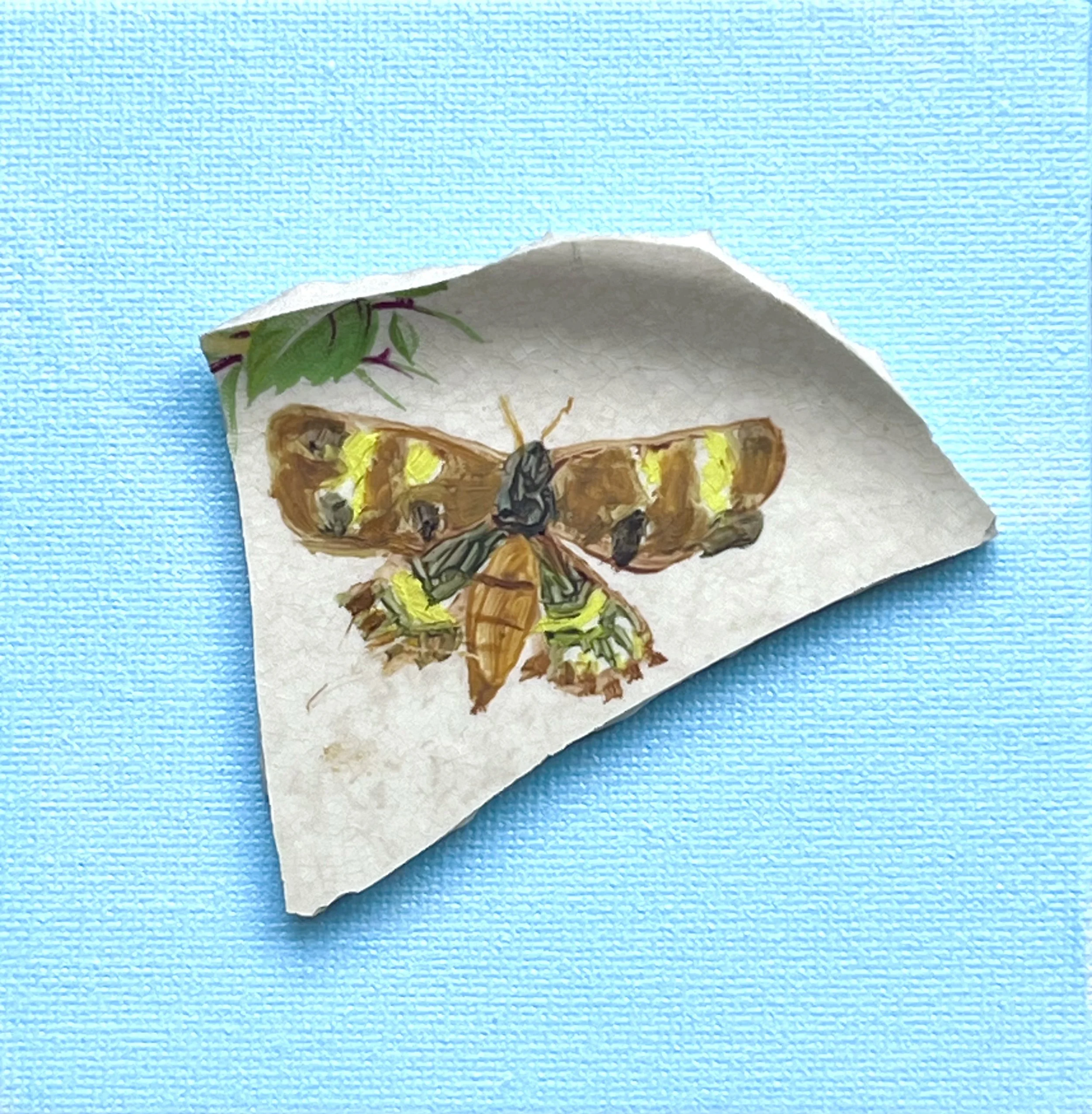 Endangered Moth 2 - Paul Roderick Mallam