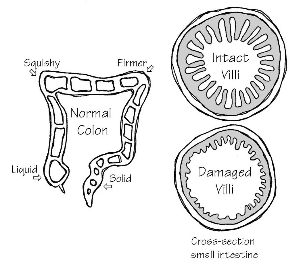Wheat + Villi