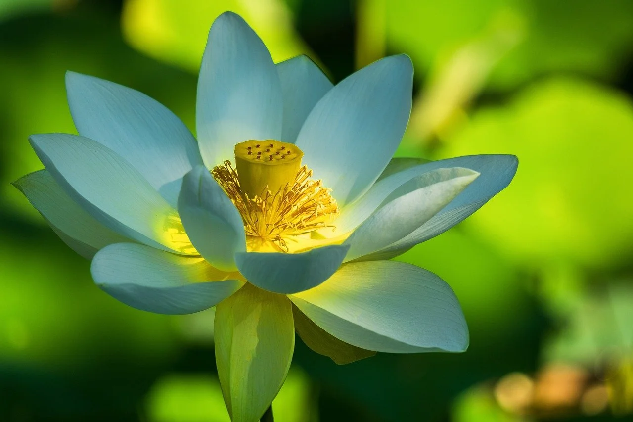 Green lotus flower with yellow center