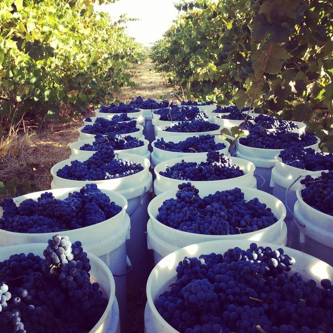 A flash back to when the weather was warmer and our Pinot Noir was ready for picking 🍇 👌 #trescowine #v20 #pinotnoir #aussiewine #vintage #wine