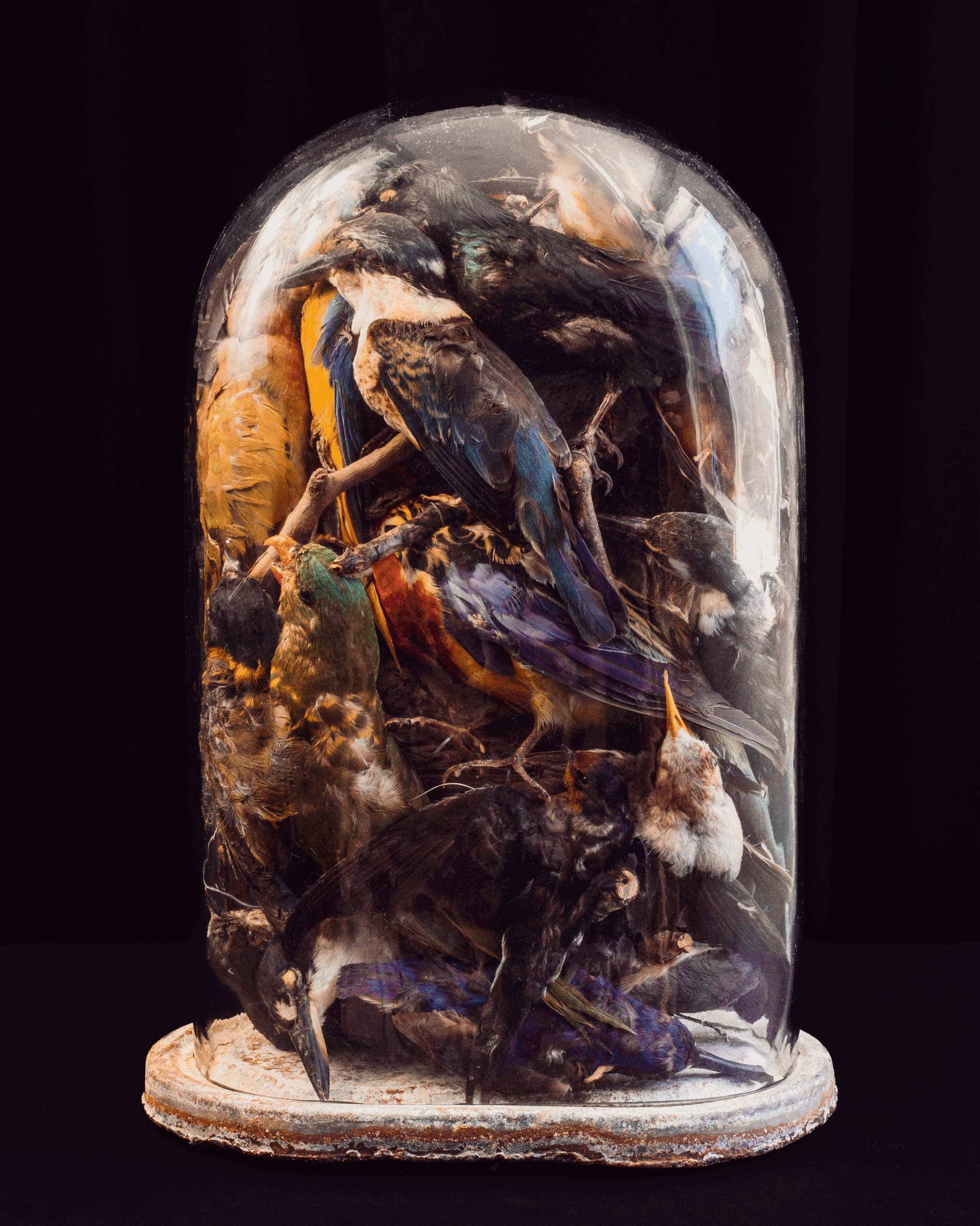 Stuffed Cloche.gif