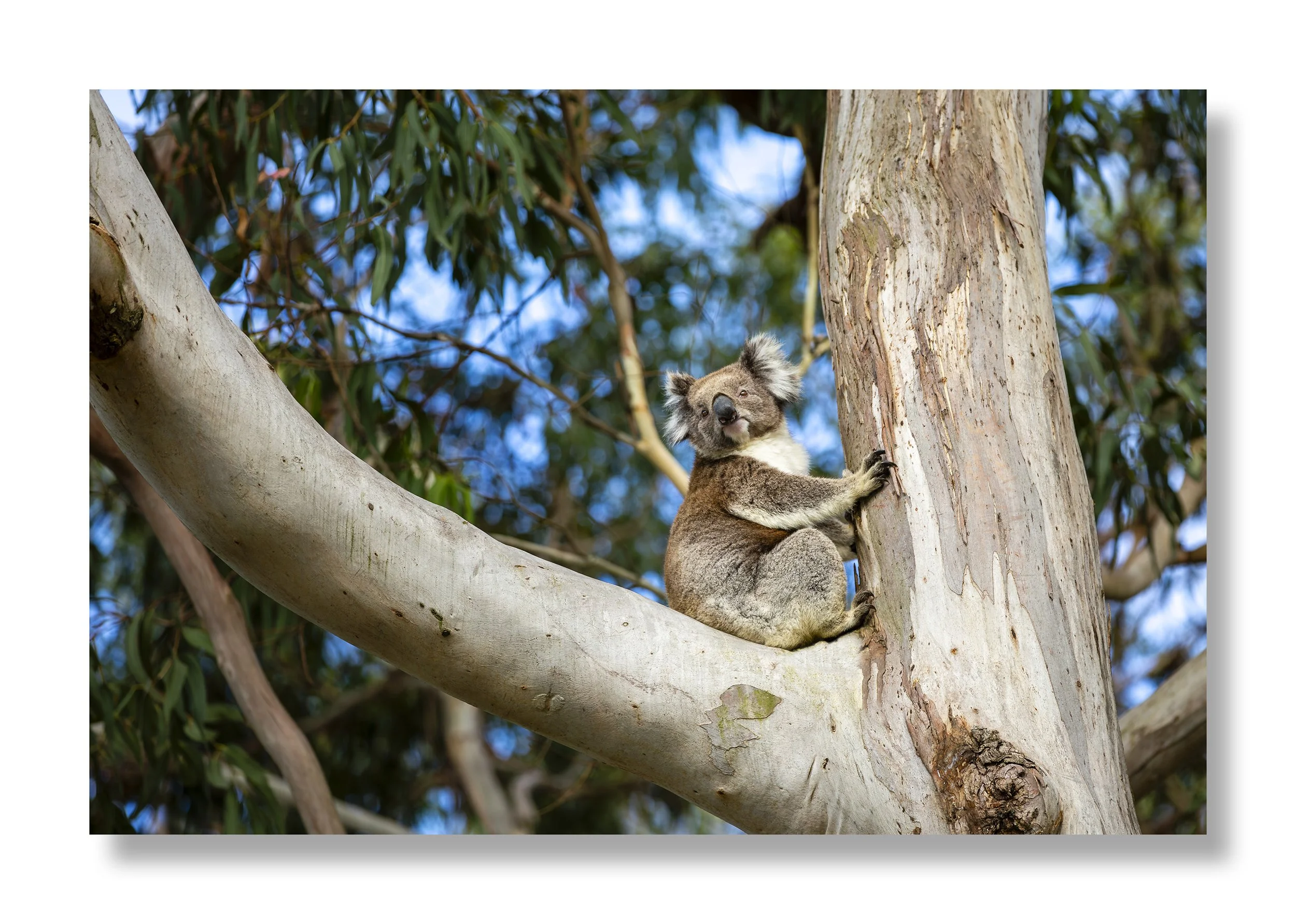 Koala copy.jpg