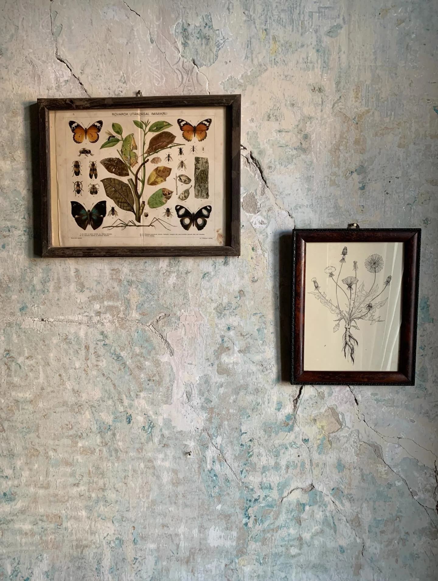 🦋 
Pitypang. Tollrajz illusztraci&oacute; pap&iacute;ron. Fa keretben, &uuml;vegezett.M&eacute;rete: 27.5x21.5 &bull; 12000 ft
Rovarok utanzasai. (Mimikri) sz&iacute;nes, r&eacute;gi nyomat uvegezett fa keretben. 35x27 cm &bull; 8000 ft