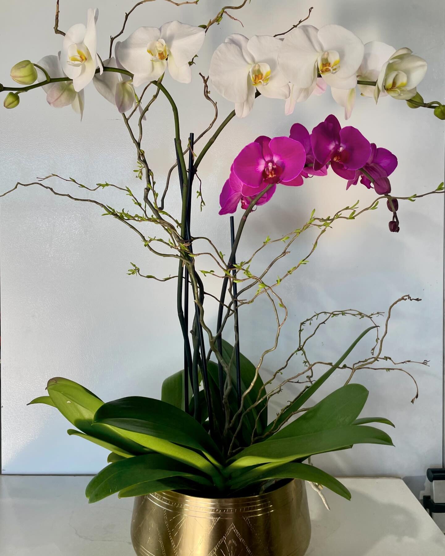 Our gorgeous phalaenopsis orchids thrive on neglect&mdash; give them a sunny spot, and water sparingly only every 10-14 days.  When the blooms dissipate, don&rsquo;t fret&mdash; continue regular care, and patiently watch for them to rebloom! Yellow l