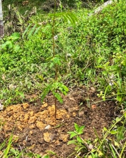 I just planted a Guarango tree in the Colombian Amazon! Trees in the Amazon live an average of 300 years and safely store 25% of the world's land carbon. #savimbo rocks!