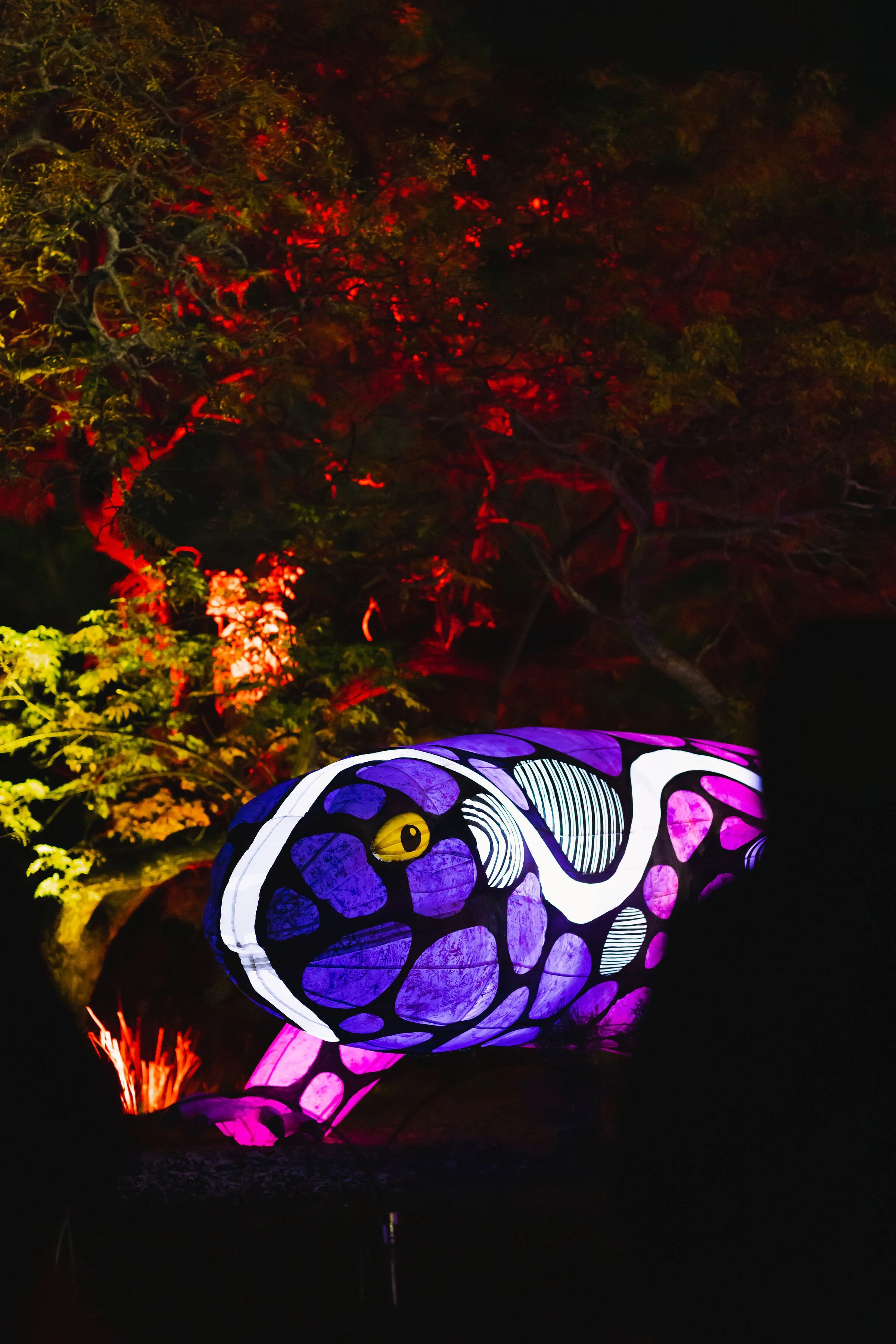 FrankieTheCreative-AdelaideEventPhotographer-IlluminateAdelaideVIPLaunch-80.jpg