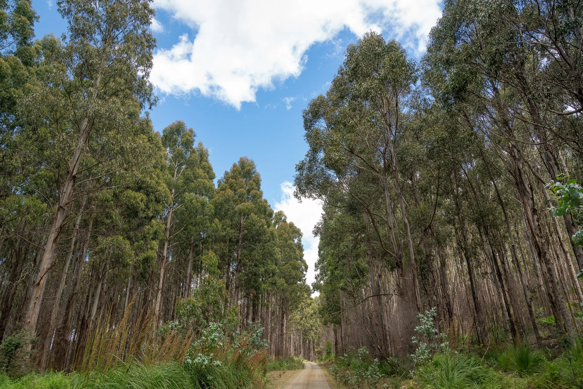 DSC01586 FOR www COL.JPG