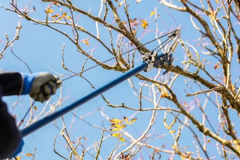 tree pruning services in the greater Rochester area