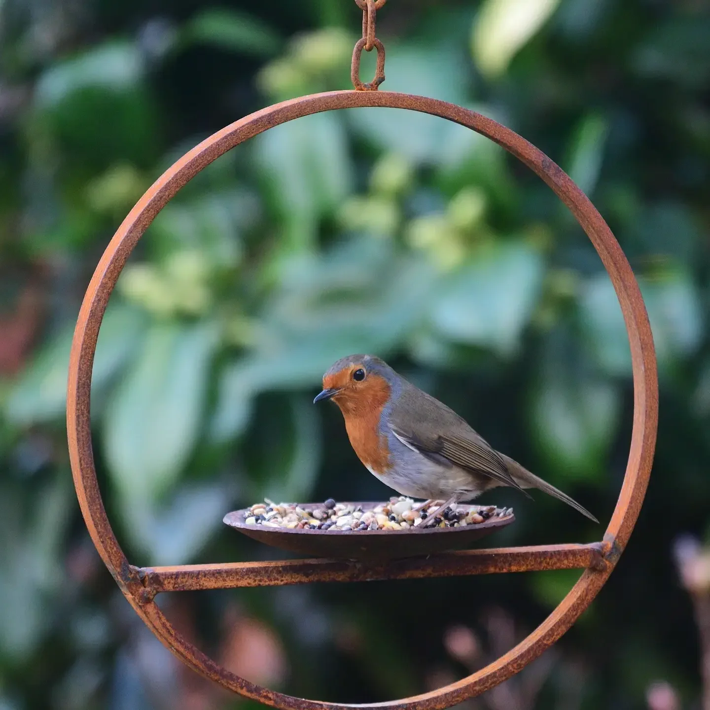 Hanging Platform Bird Feeder