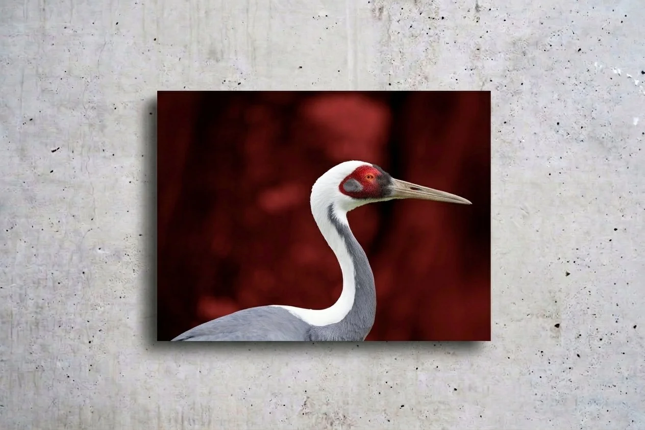 Portrait de grue 1