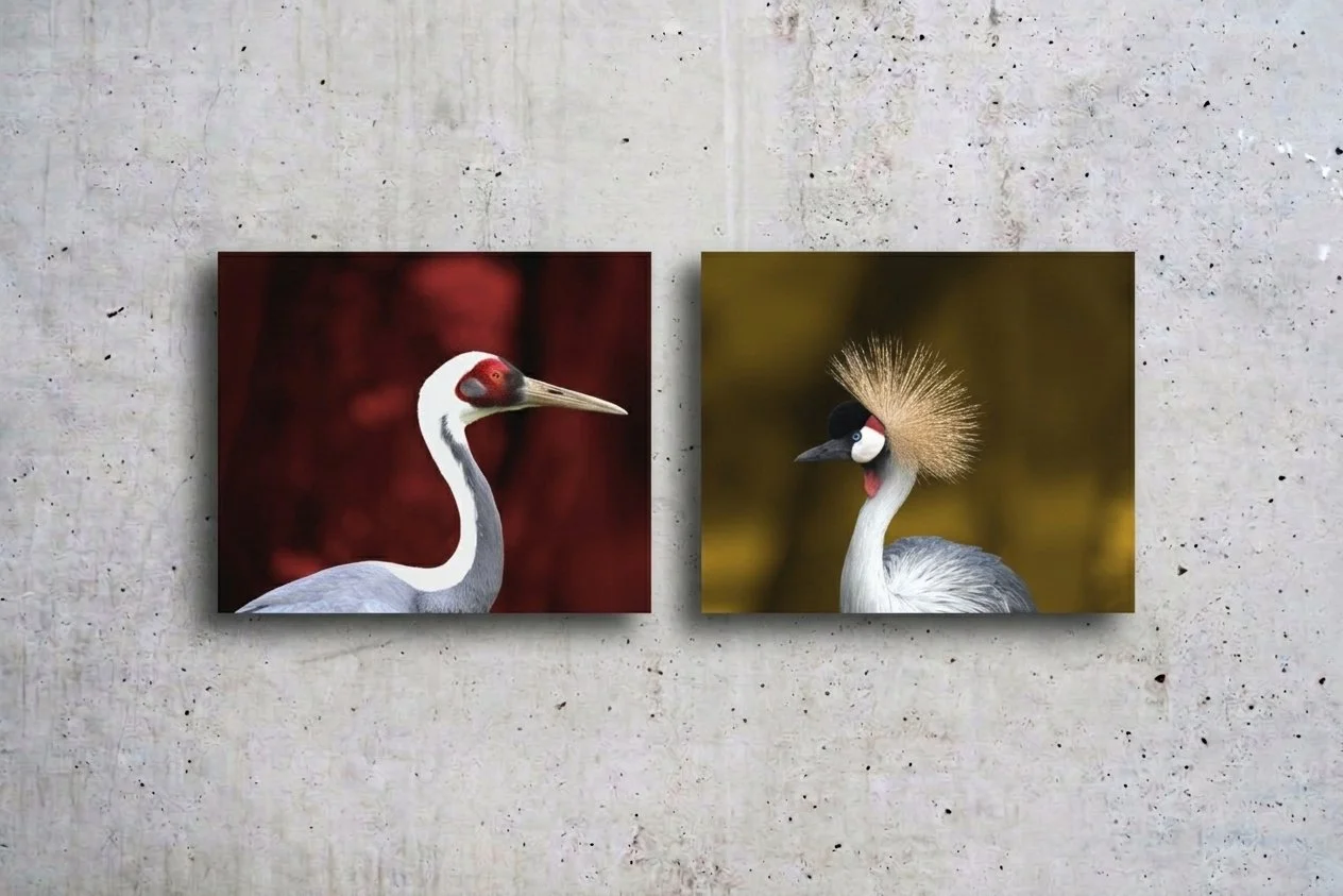 Portrait de grue 1 et 2