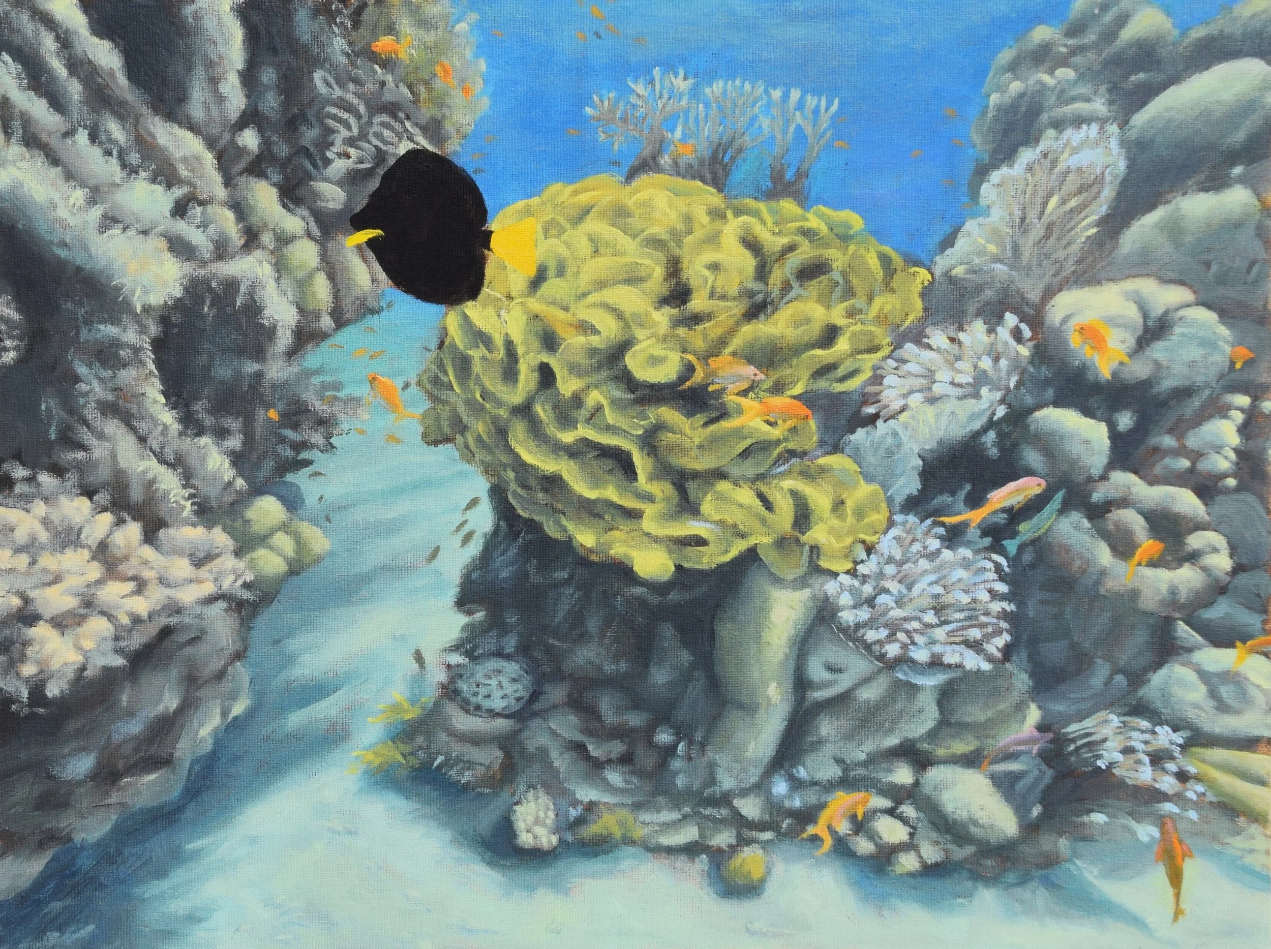 Eilat Coral Reef with Purple Tang, 2024. 30x40 cm, oil on canvas panel. SOLD.