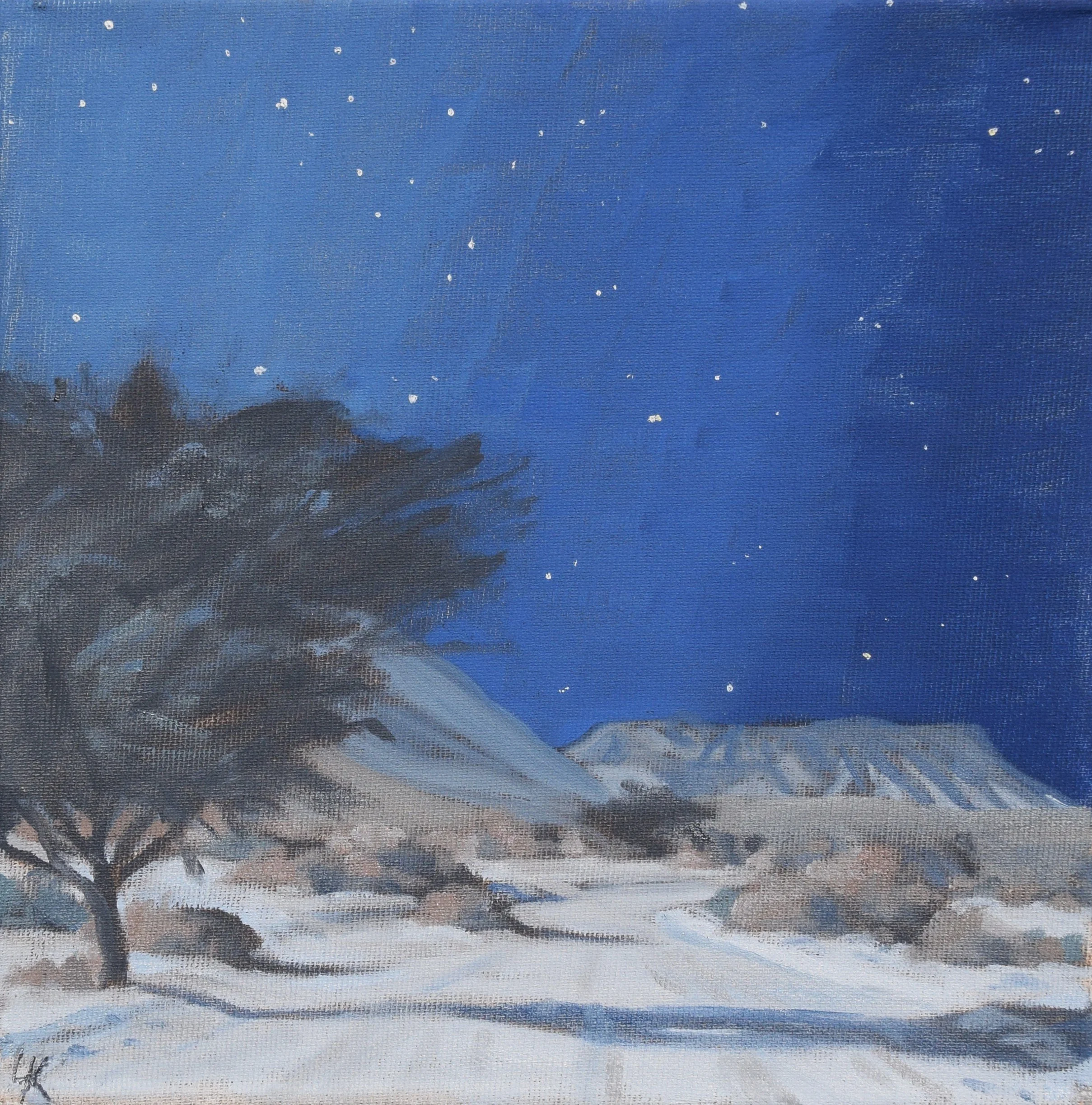Acacia tree in blue at moonlight. 25x25 cm, oil on canvas. 2026.