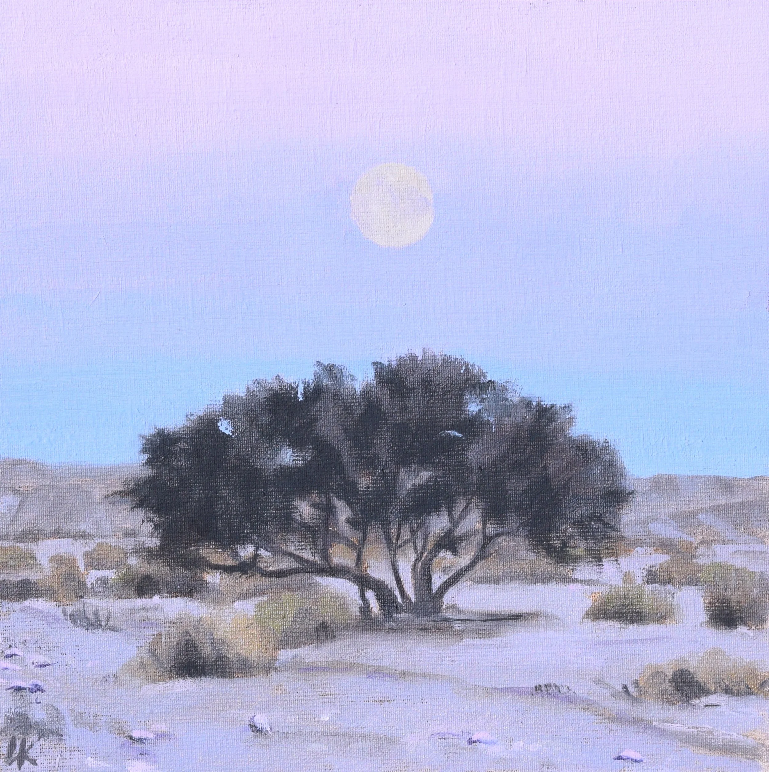 Acacia Moon. 20x20 cm, Oil on canvas panel. 2026. SOLD