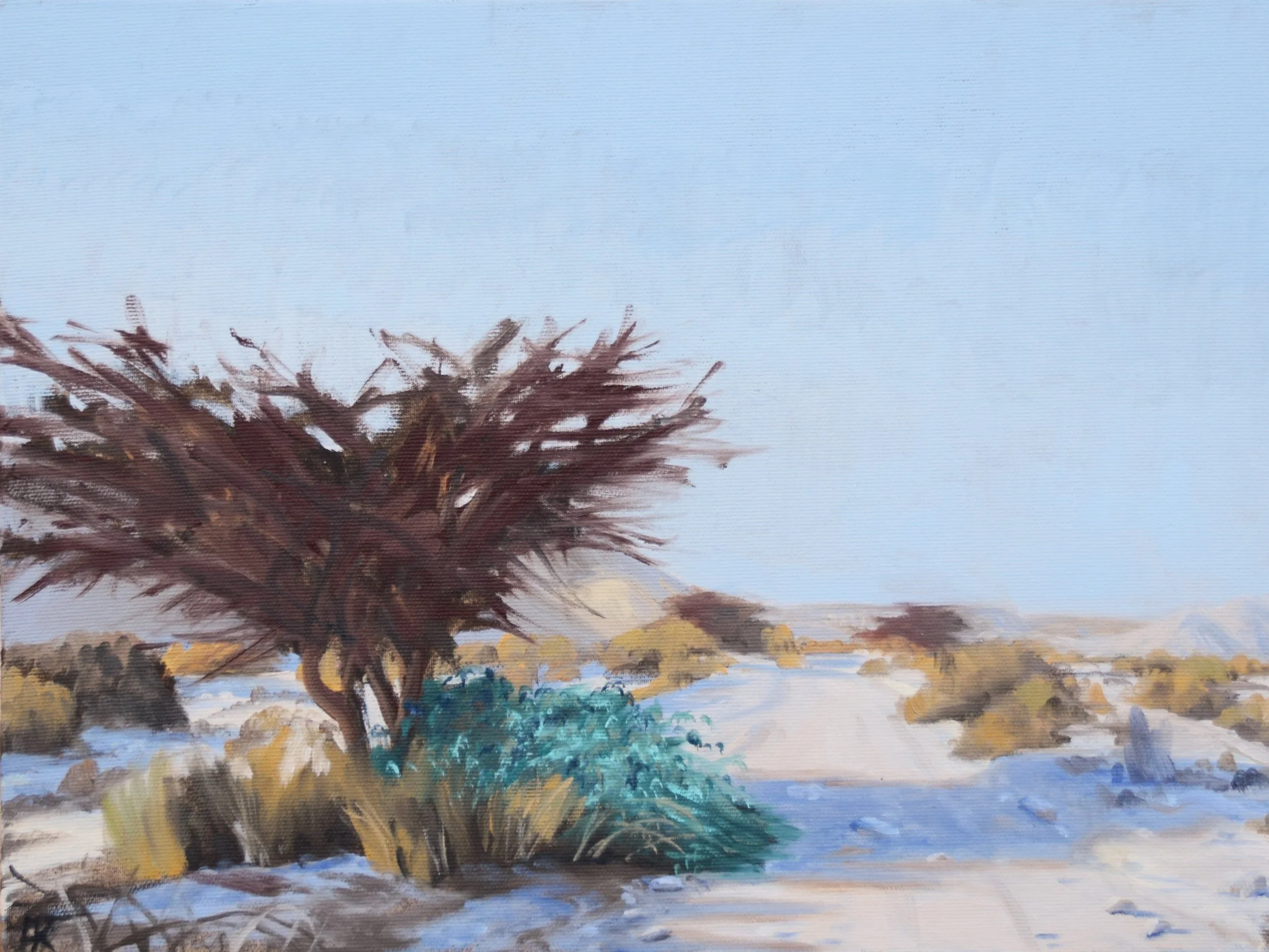 Red Acacia and caper. 30x40 cm, oil on canvas. 2026. In private collection.
