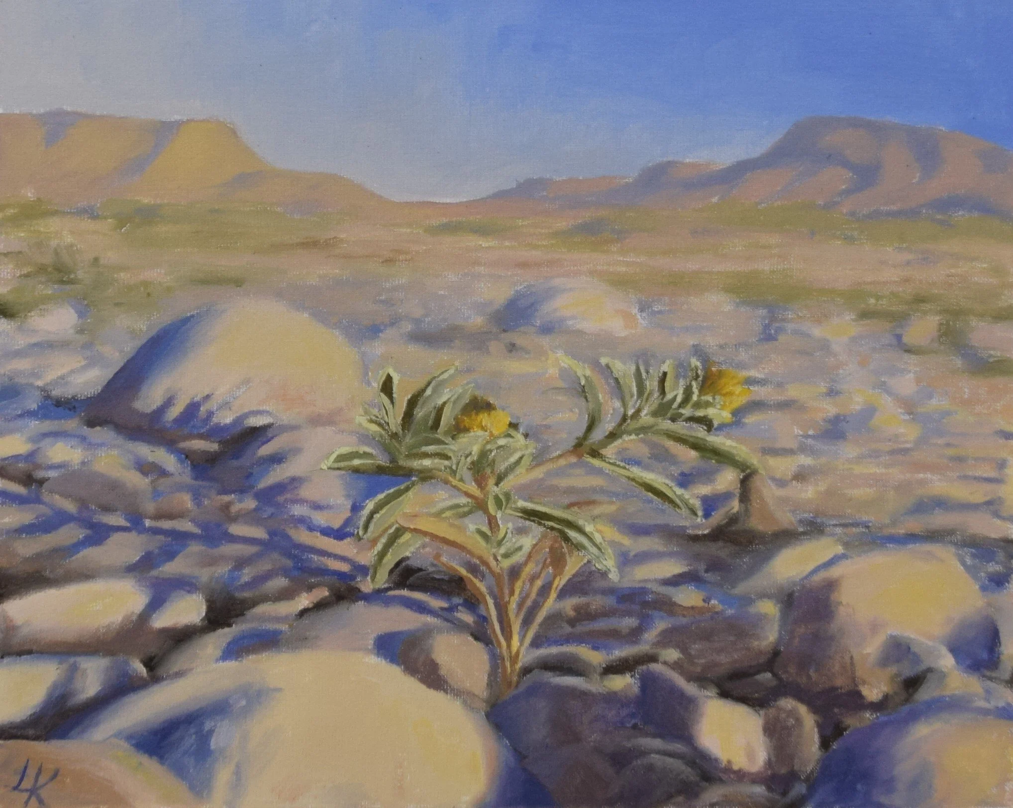 "Asteriscus graveolens IV", 2023. 24x30 cm. 