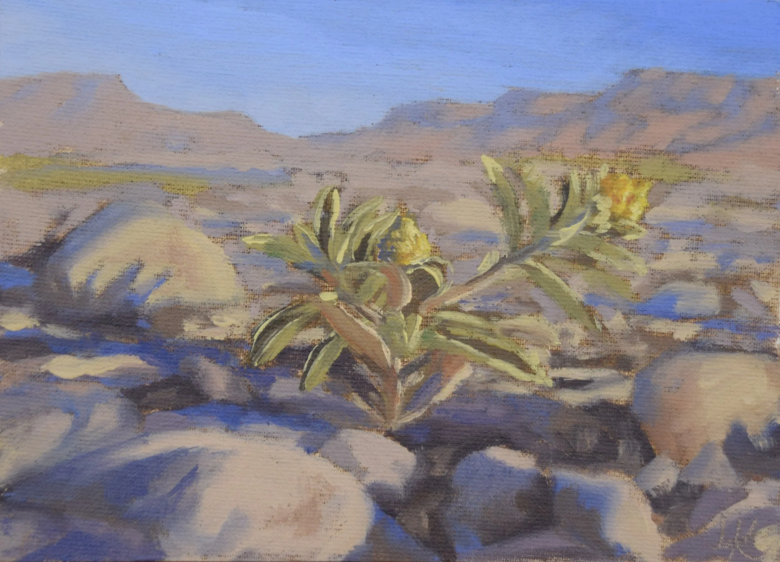 "Asteriscus graveolens III", 2023. 13x18 cm. SOLD.