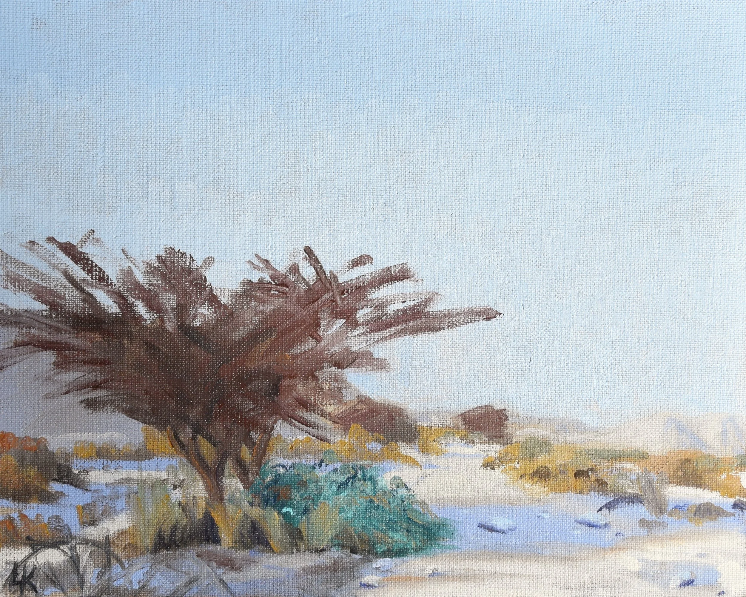 Red Acacia and caper. 24x30 cm, oil on canvas panel. 2026.