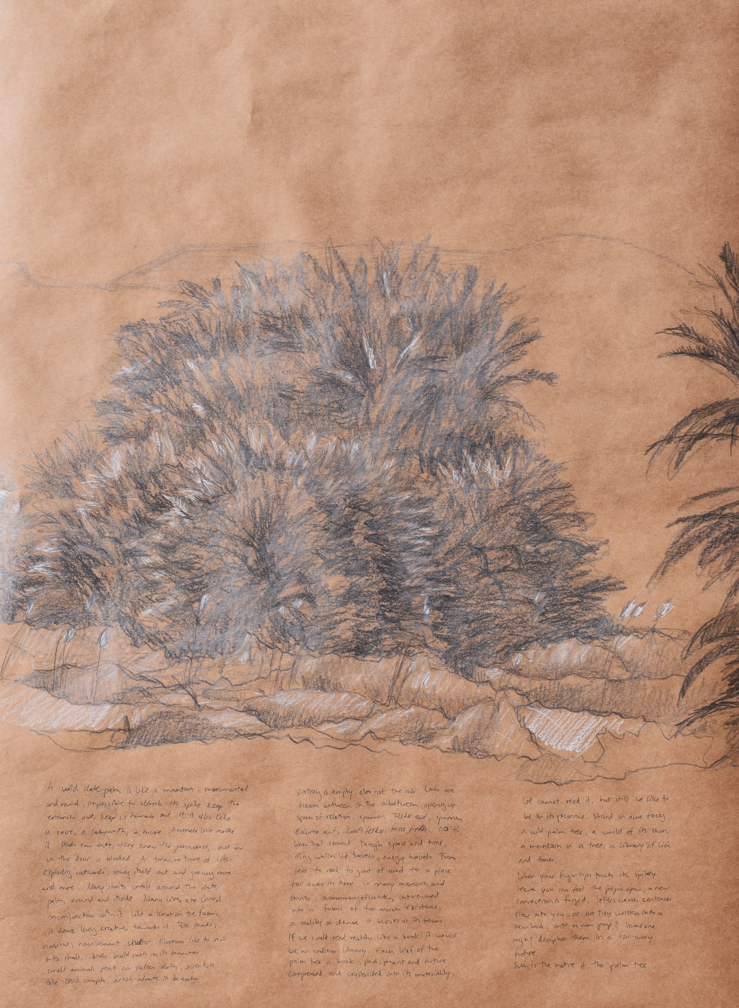 sketchbrownpaper_palmseinzik.JPG