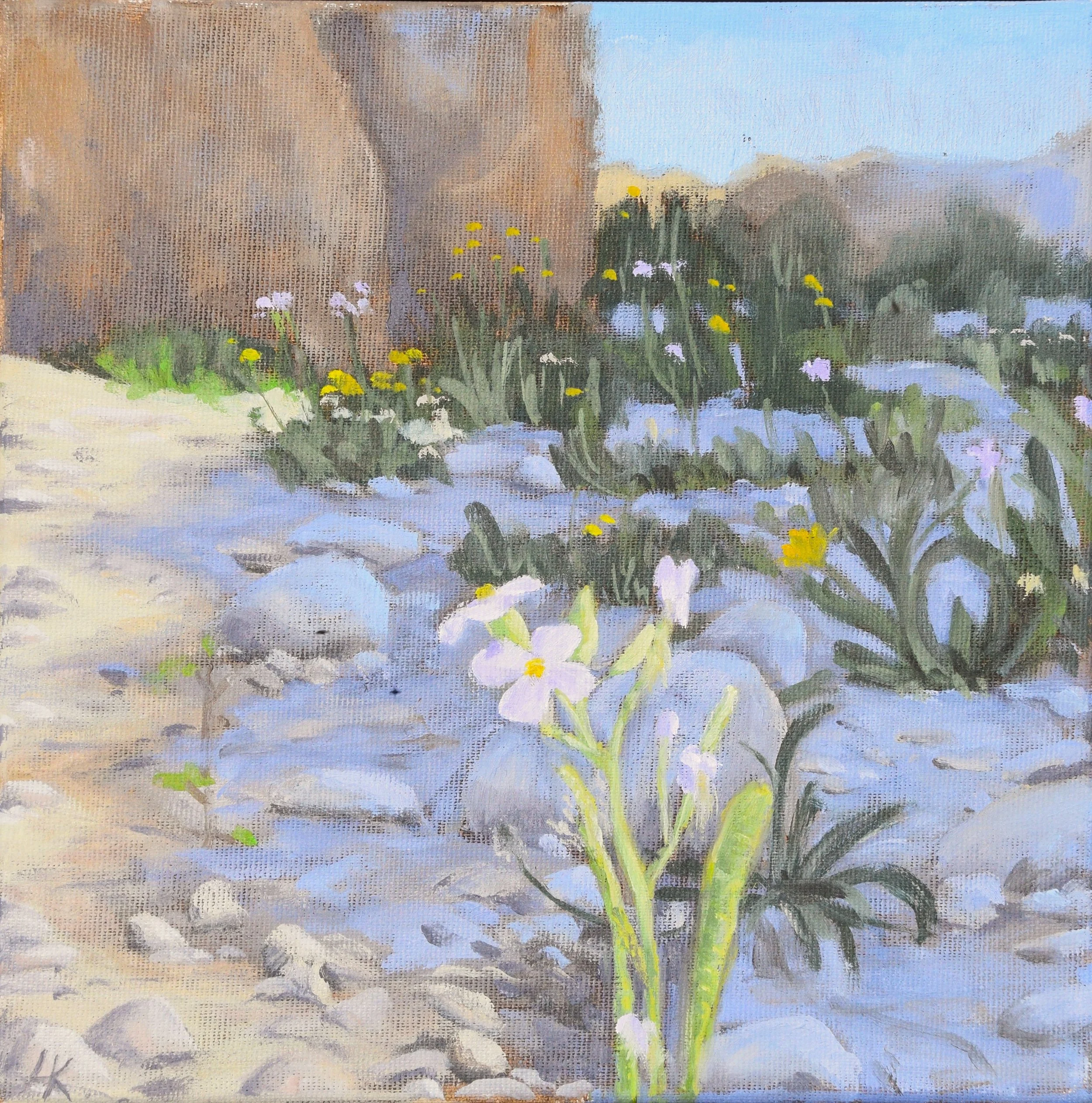 Flowers in the Wadi between Light and Shadow. 25x25 cm, oil on canvas. 2026.