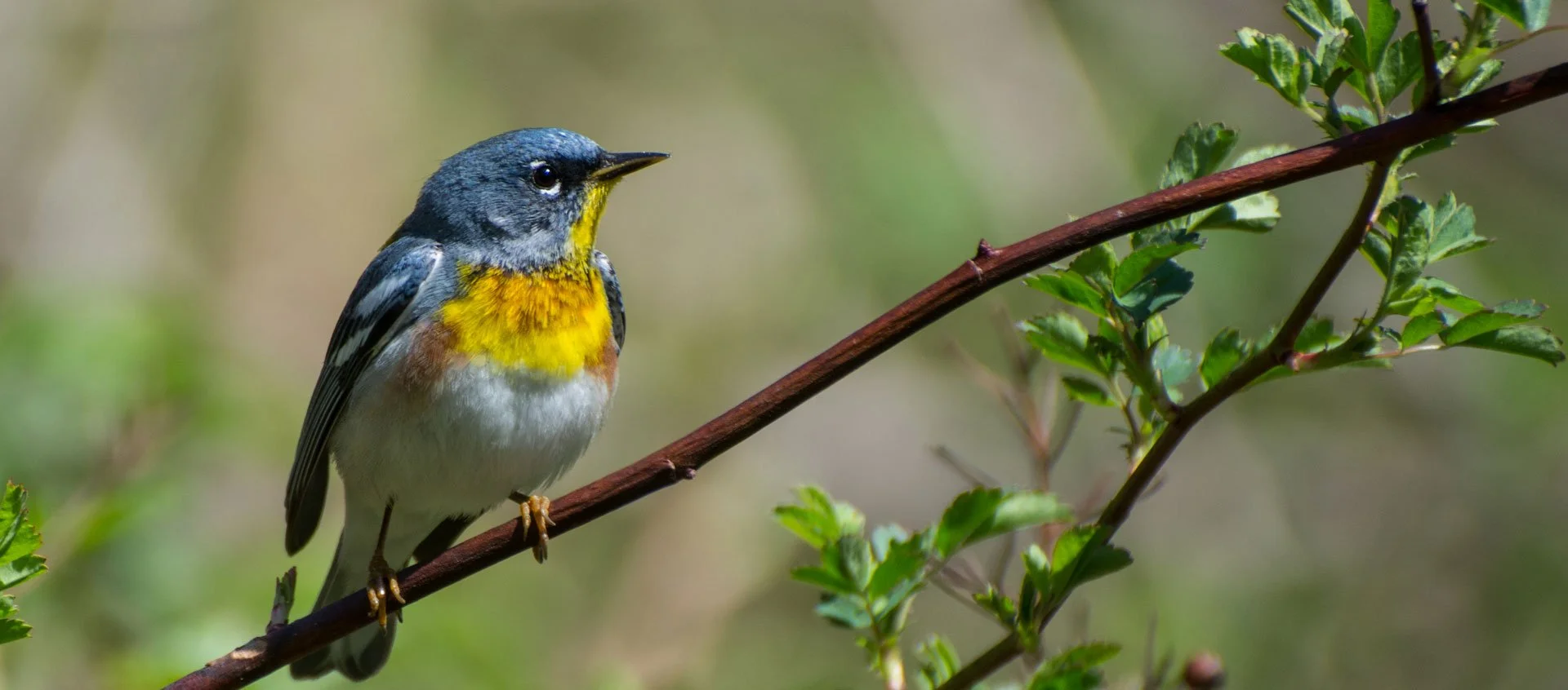 birding_mindfulness_hero.jpg