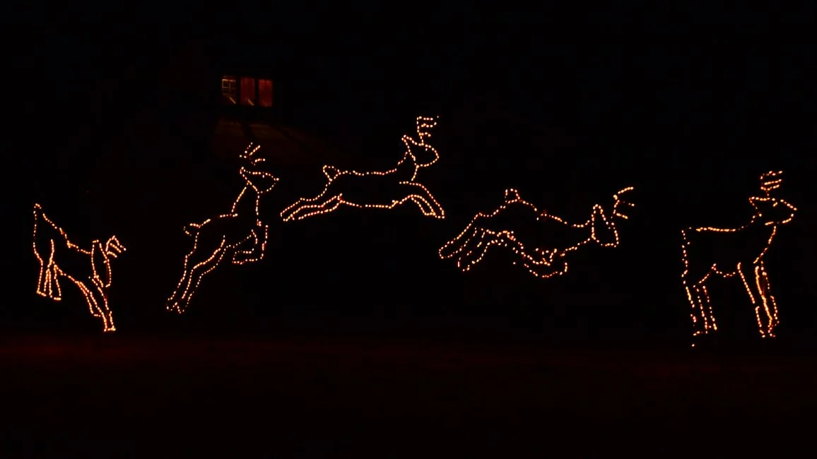 Christmas outdoor lights display featuring illuminated reindeer figures arranged to appear in various motion poses.