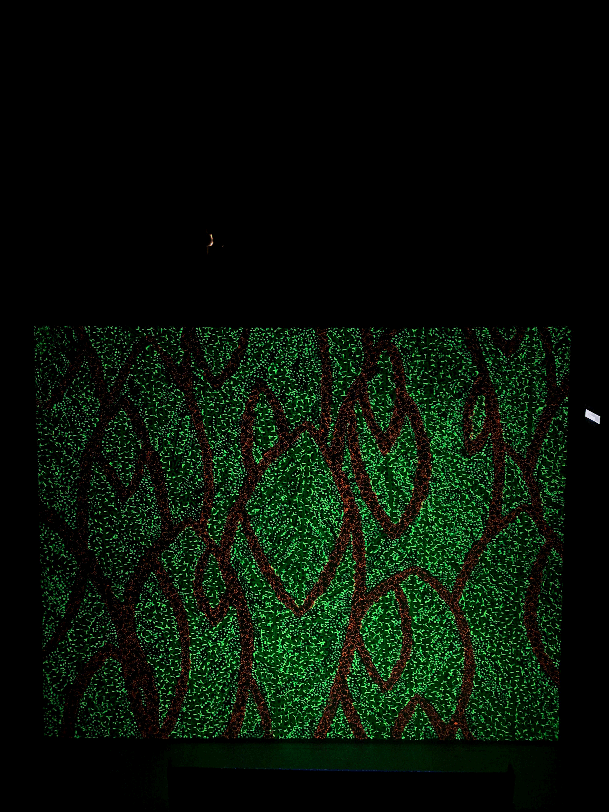 IMG_2630.gif