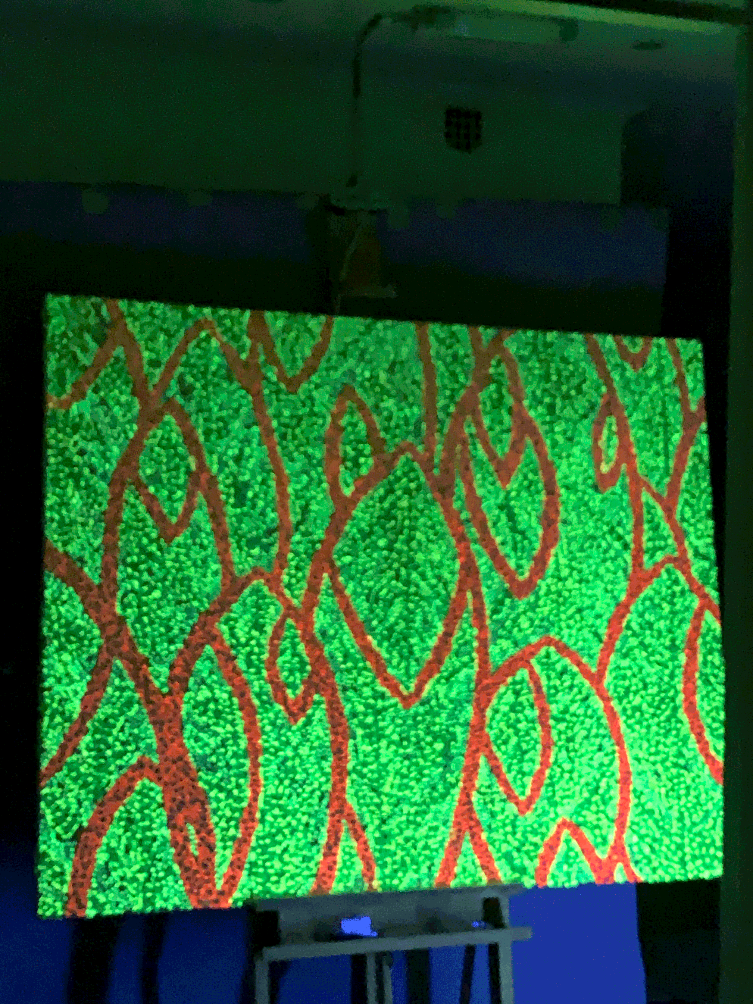 IMG_2610.gif