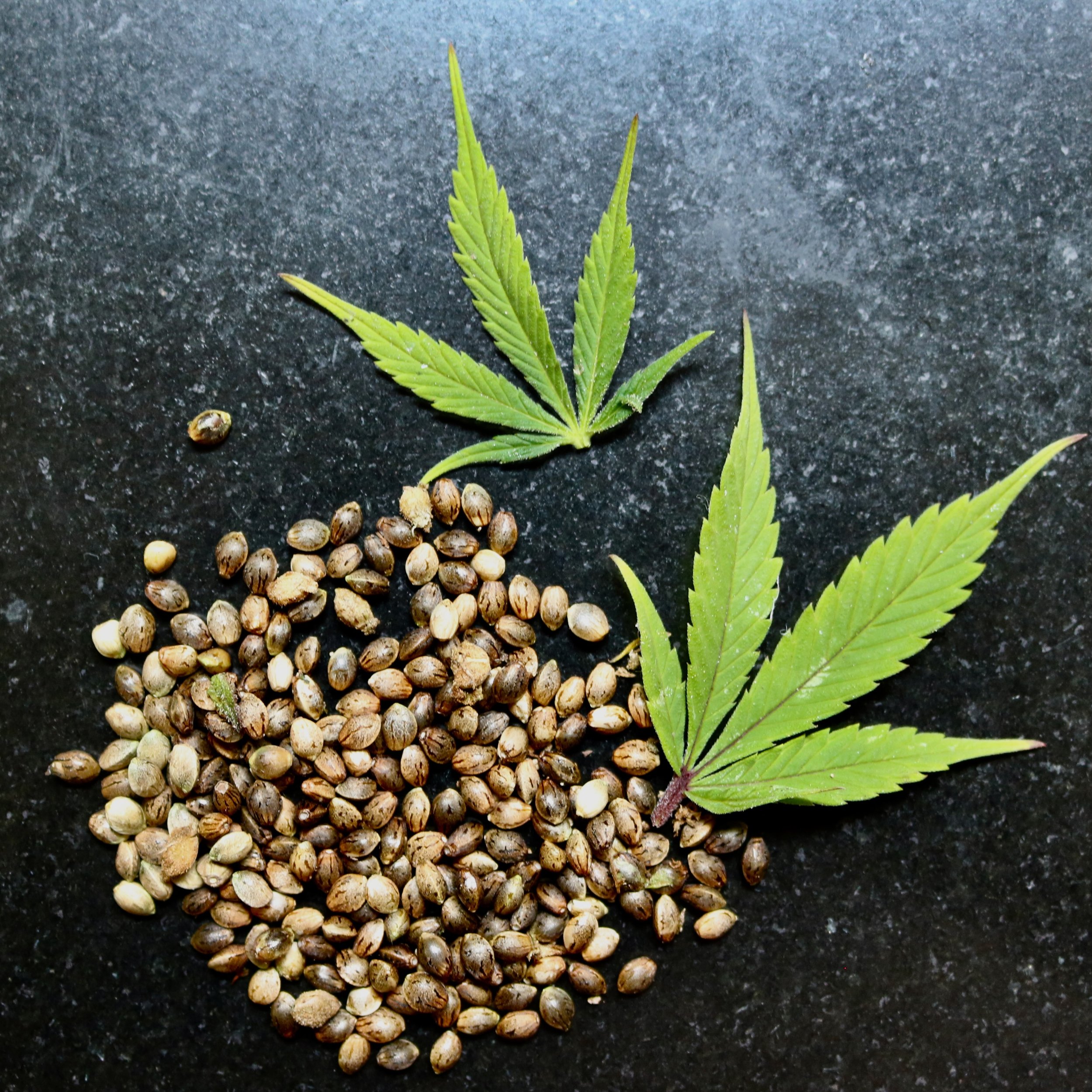 cannabis leaves and seeds.jpeg