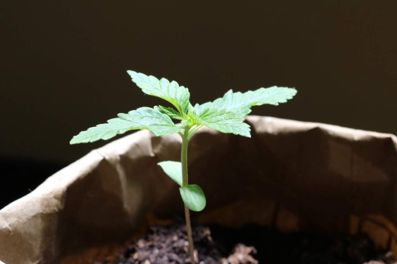 cannabis seedling side light.jpg