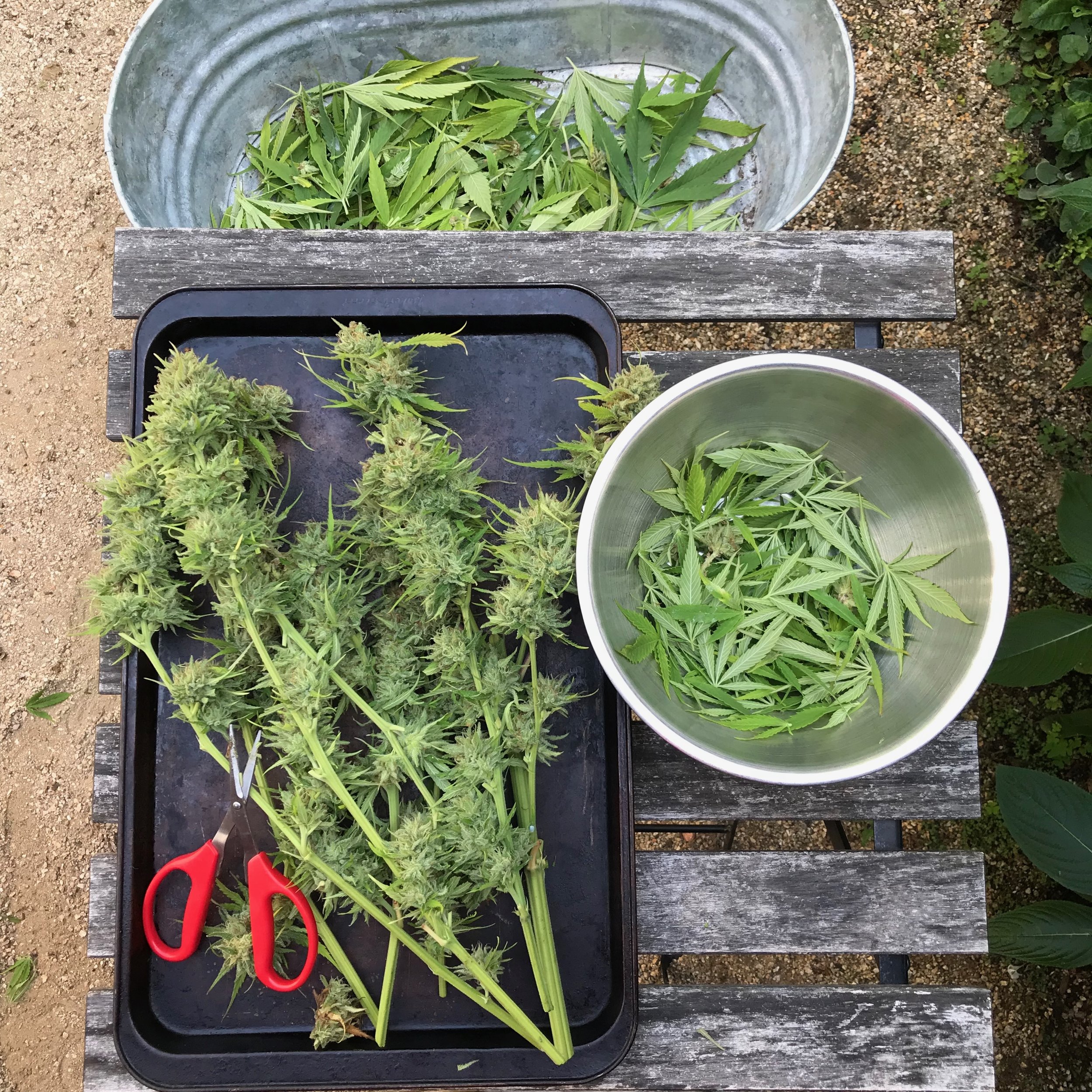 cannabis harvest setup.jpeg