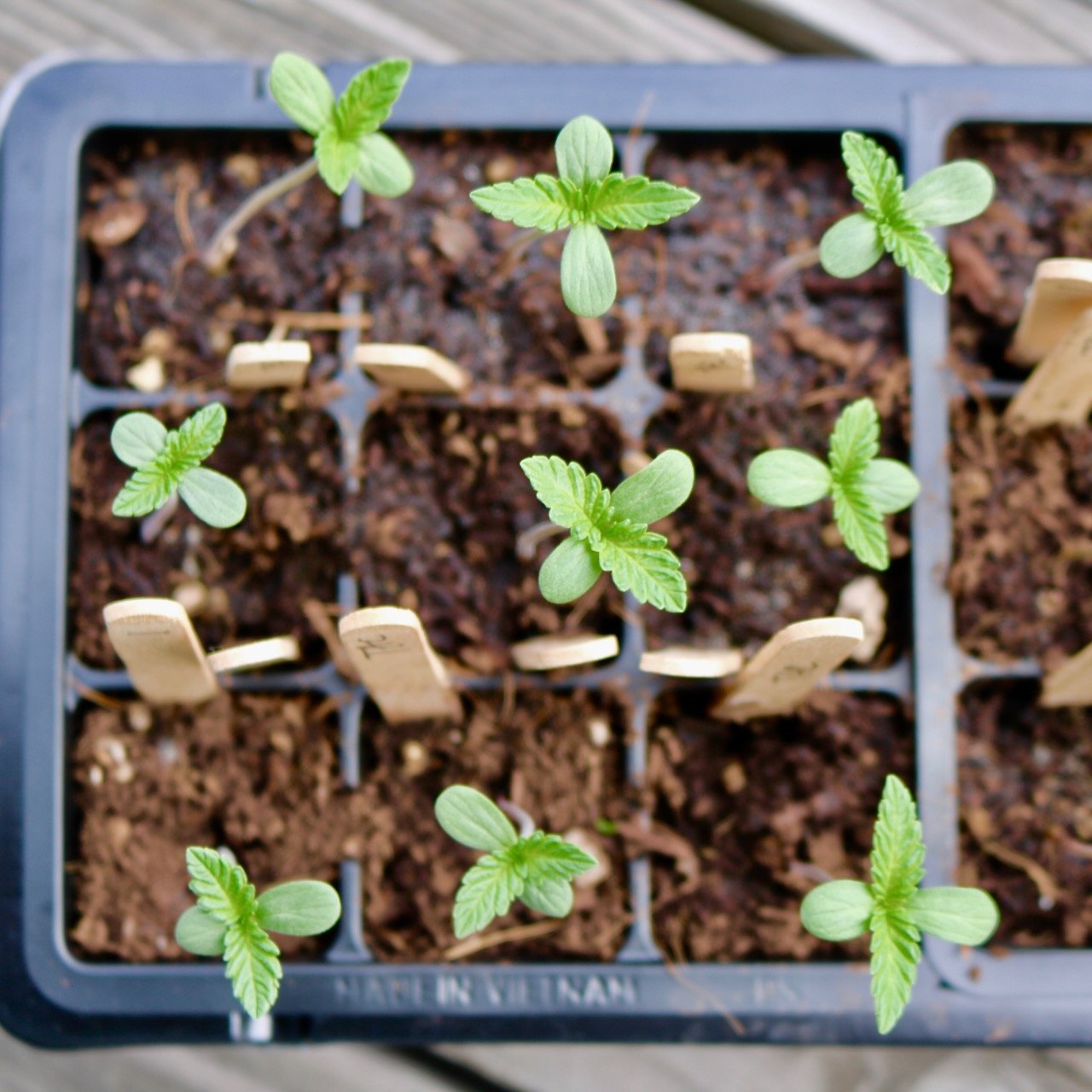 Baby Cannabis seedlings.jpeg
