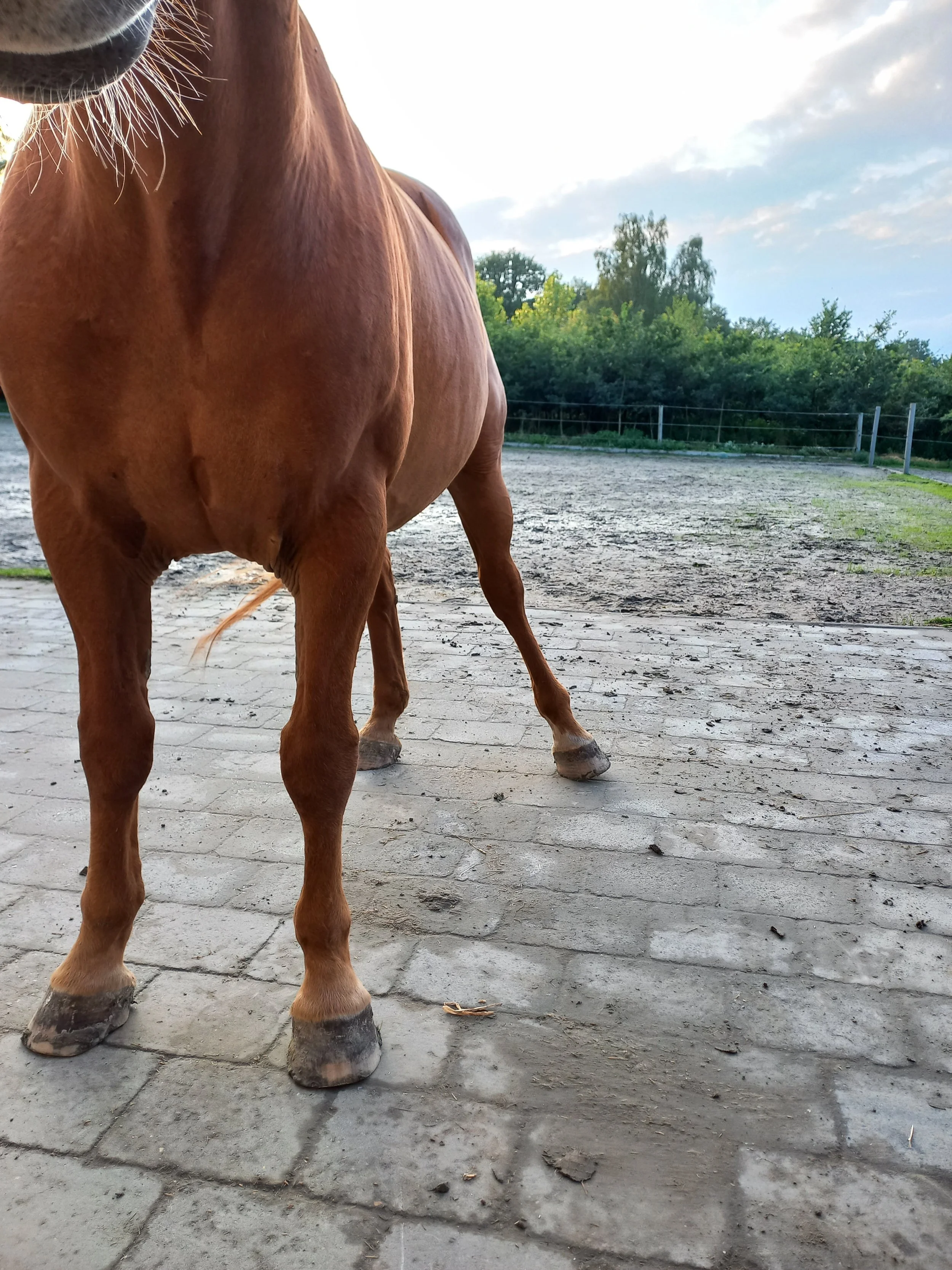 ein tierischer BLOG I Tiergespräche I Tiergesundheit I Tieralltag