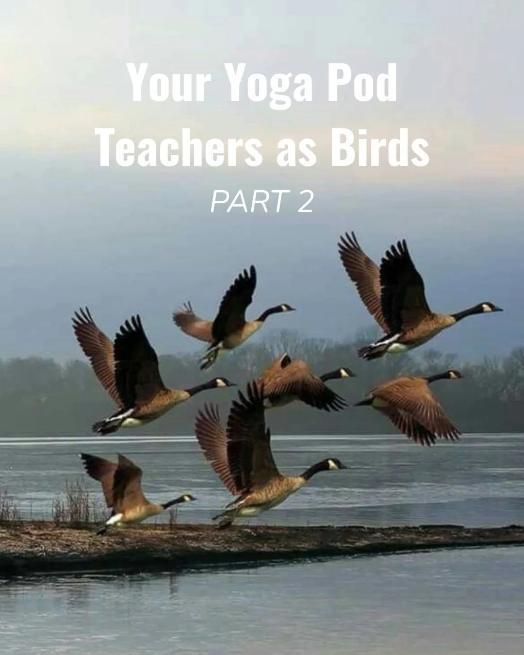 You asked for it. Your Yoga Pod Teachers as Birds Part 2 🦜✨

Which ones are the most accurate? Funniest?👇
