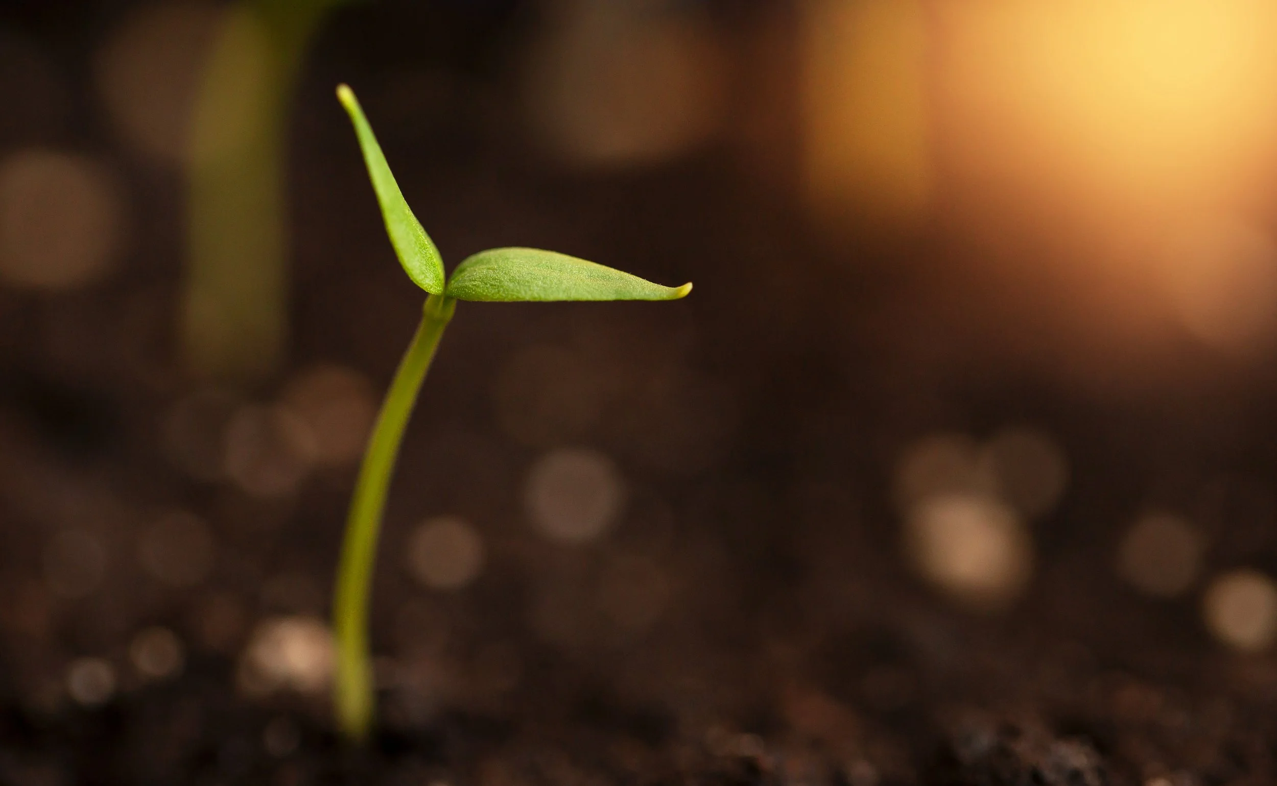 Close-up of a young green seedling sprouting from dark soil with a blurred warm-colored background.