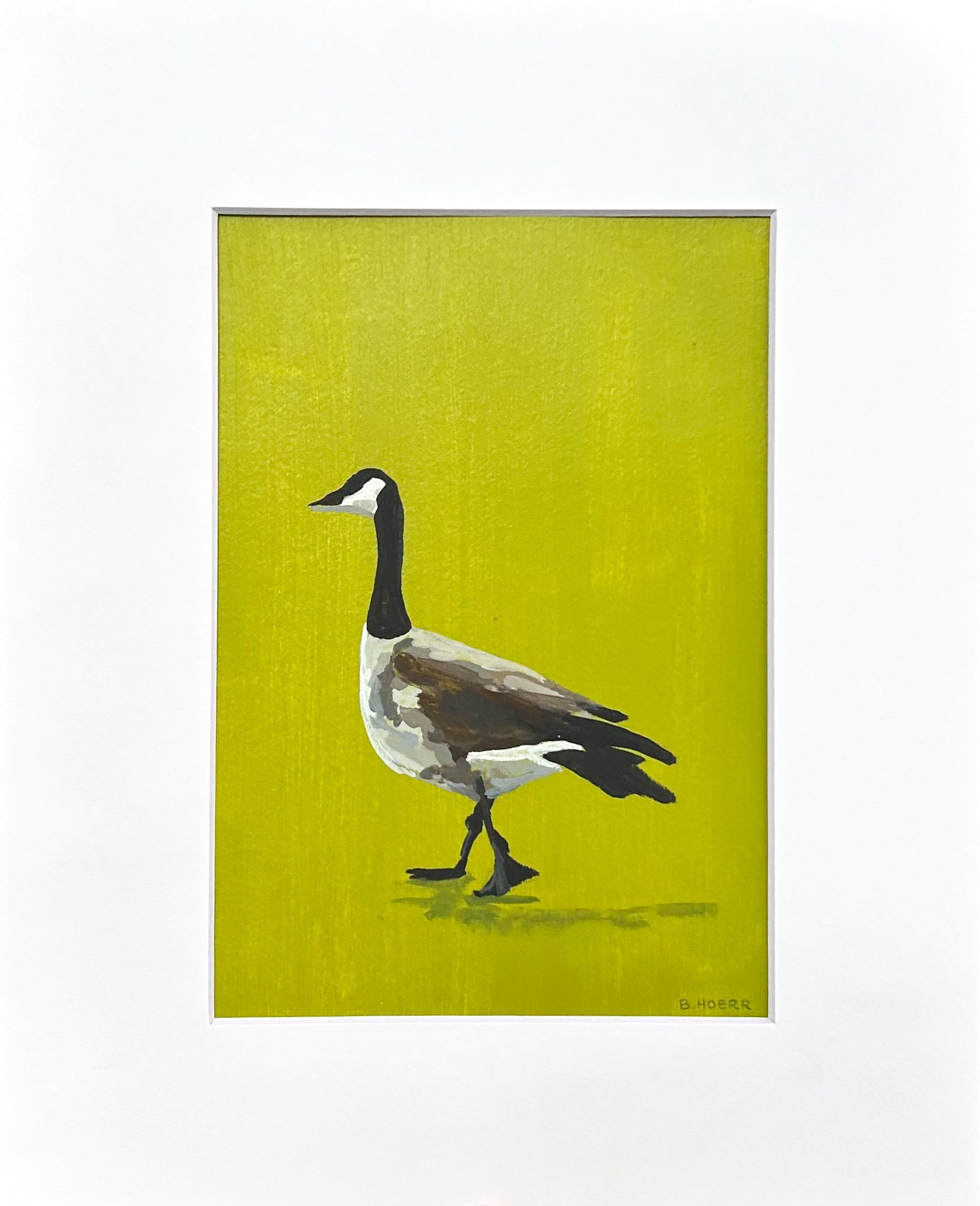 Canada Goose (4-20-25)