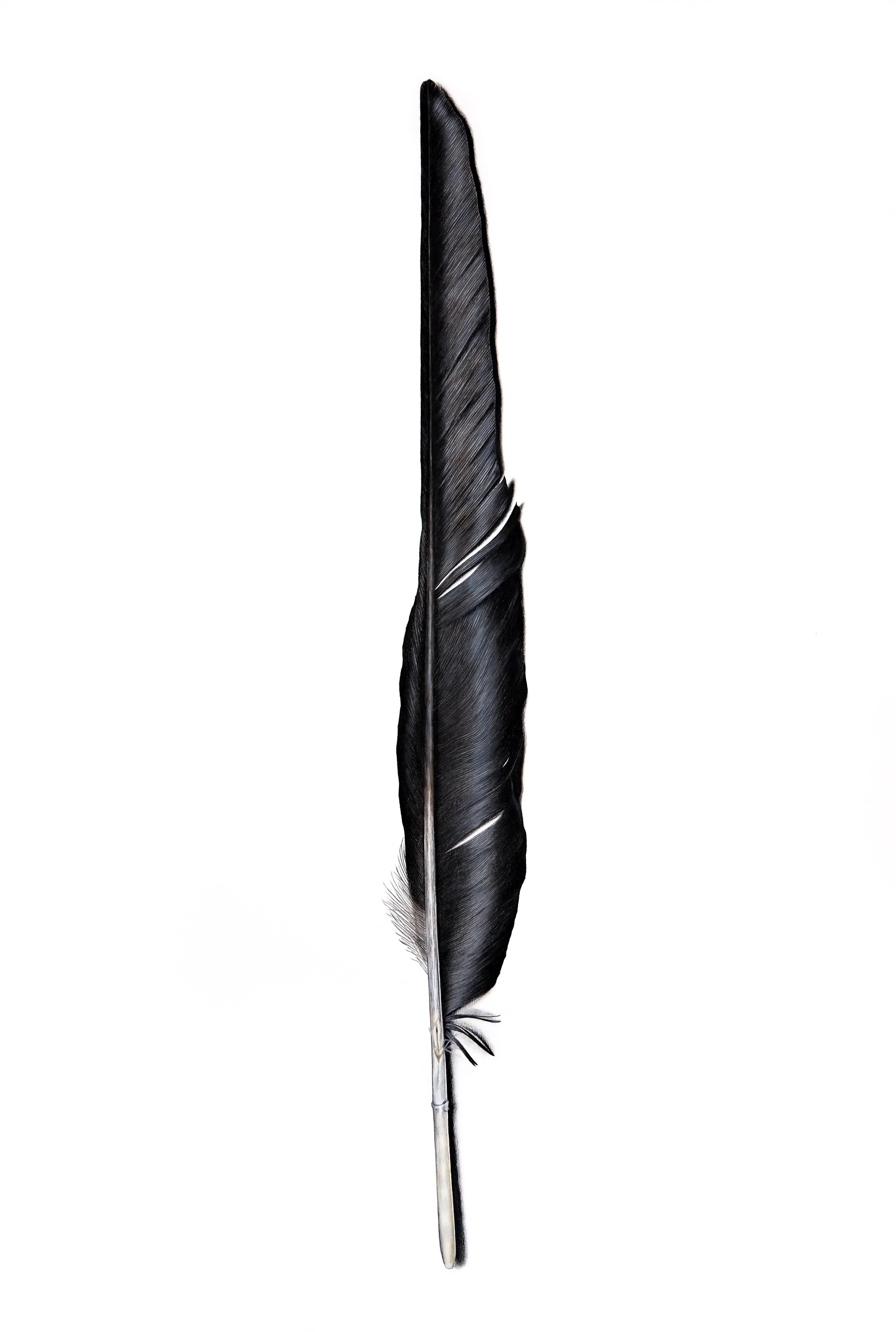 Raven Feather
colored pencil on paper
40 x 32 inches
© Robin McCauley 2022
PLEASE CONTACT FOR PRINT AVAILABILITY