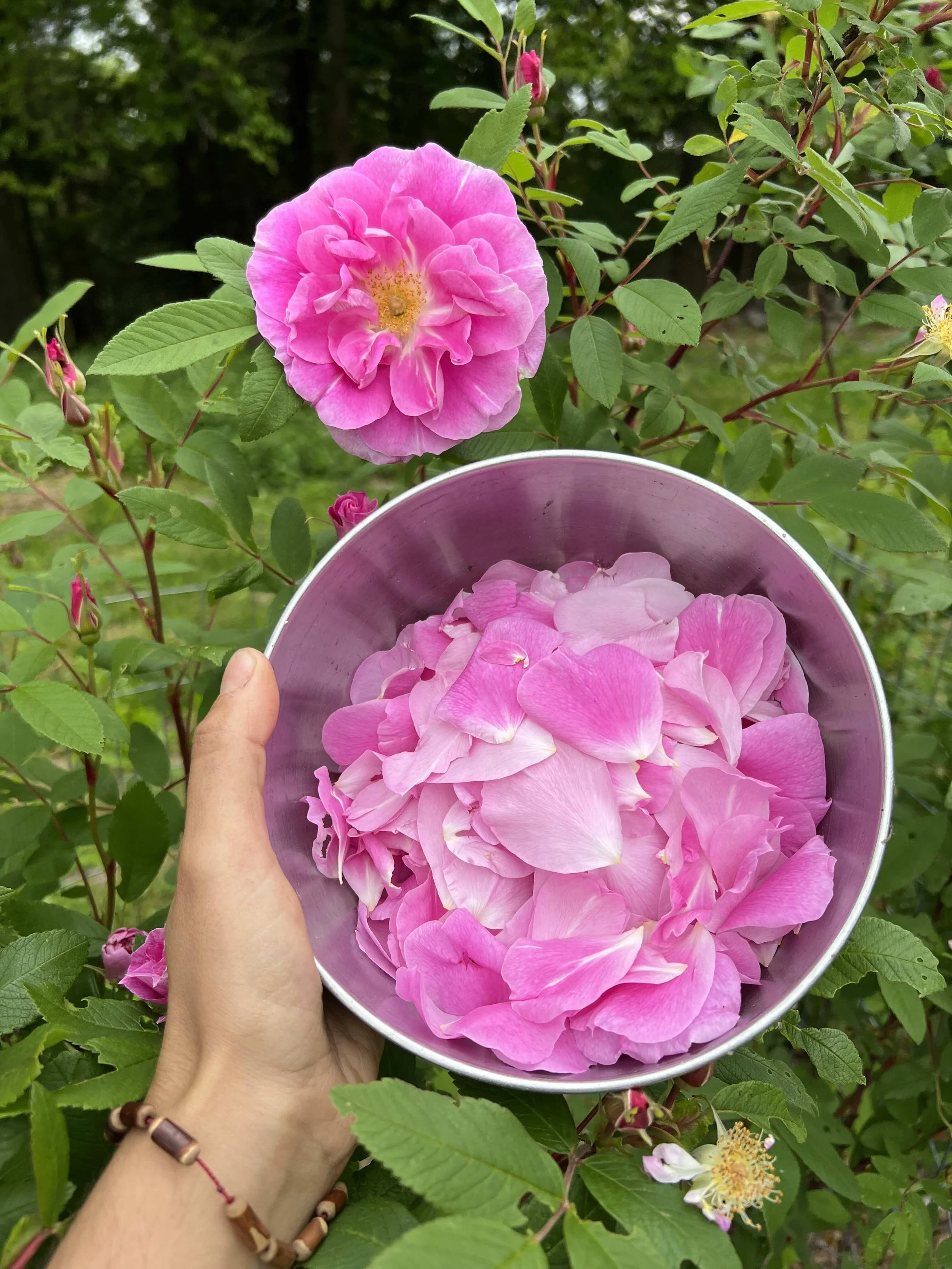 Body as Moon : Herbal Spa Day