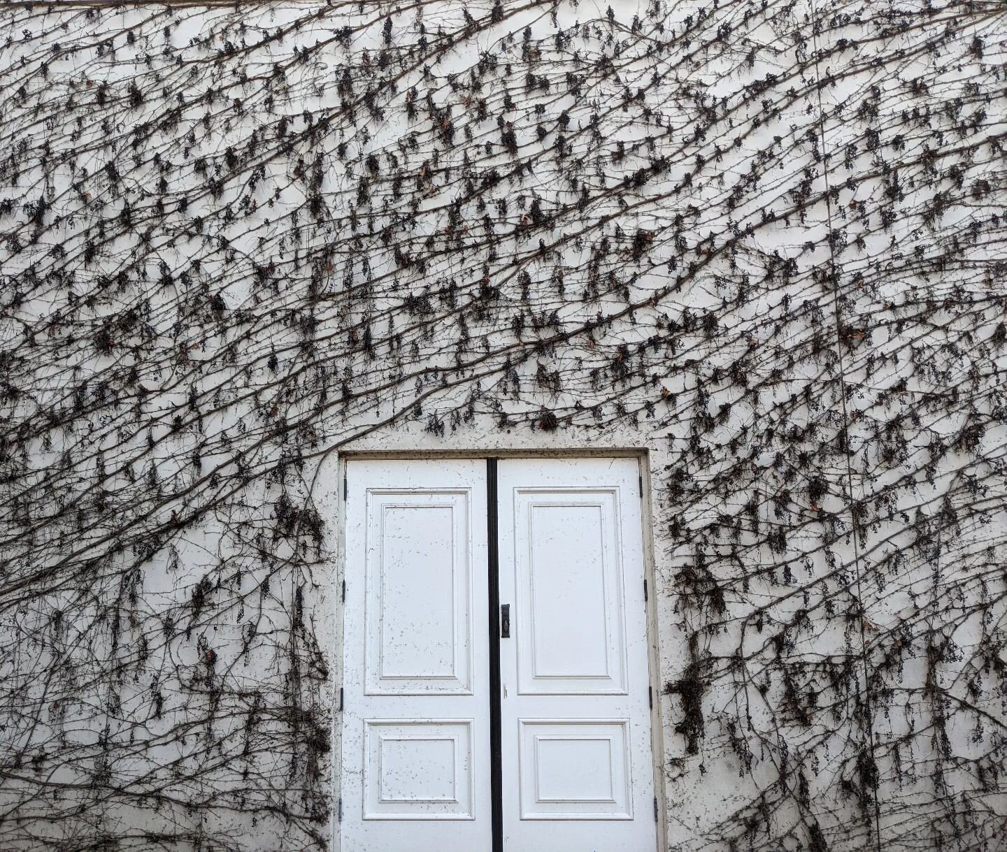 How gorgeous are these grape vines framing these doors?