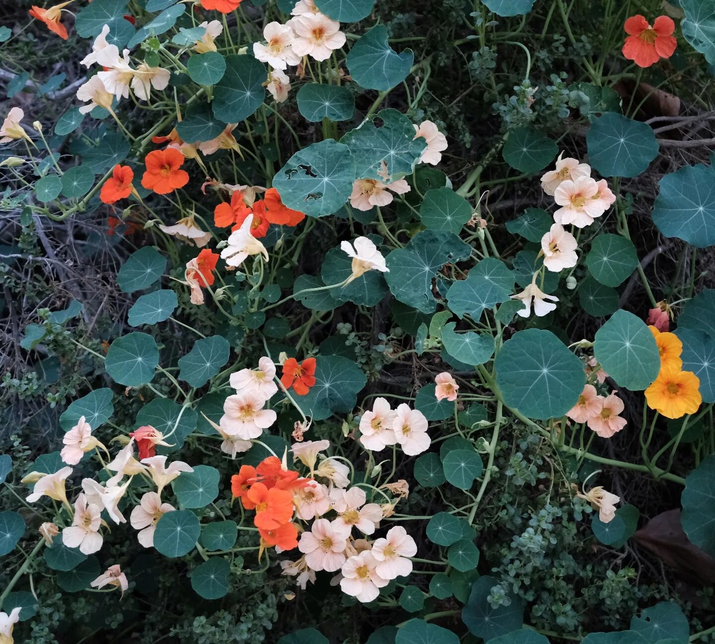 Sorting out the new #Fujifilm. Obsessed with all the #nasturtium springing up. Inspo for next works. 

#physicianartist