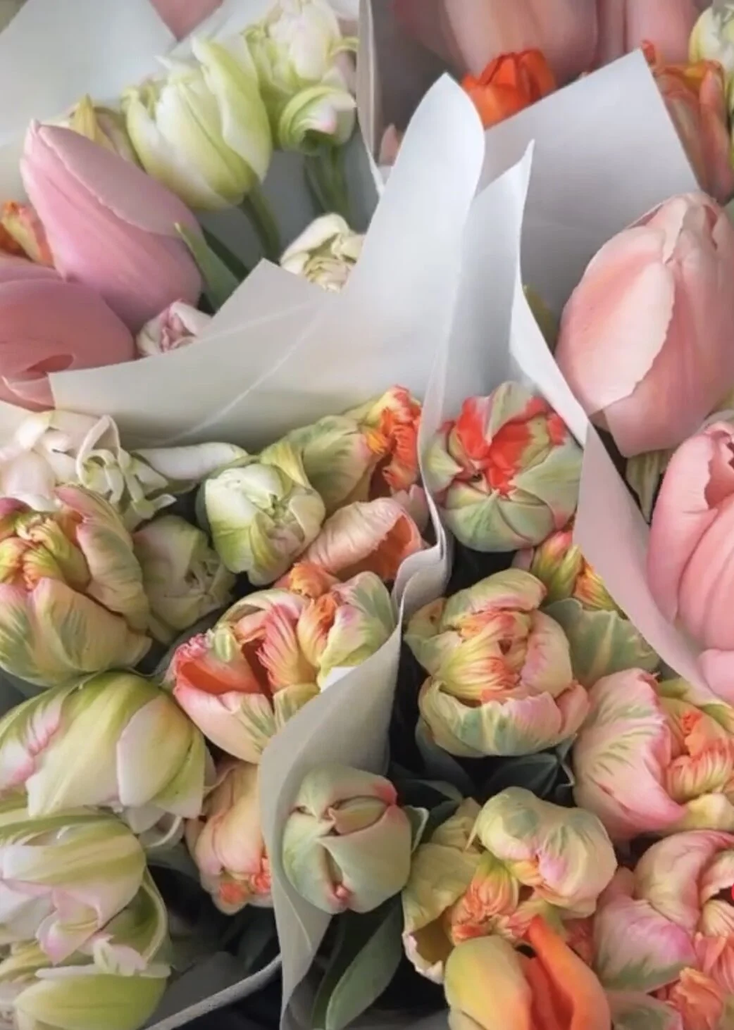 Rainbow Roots Floral