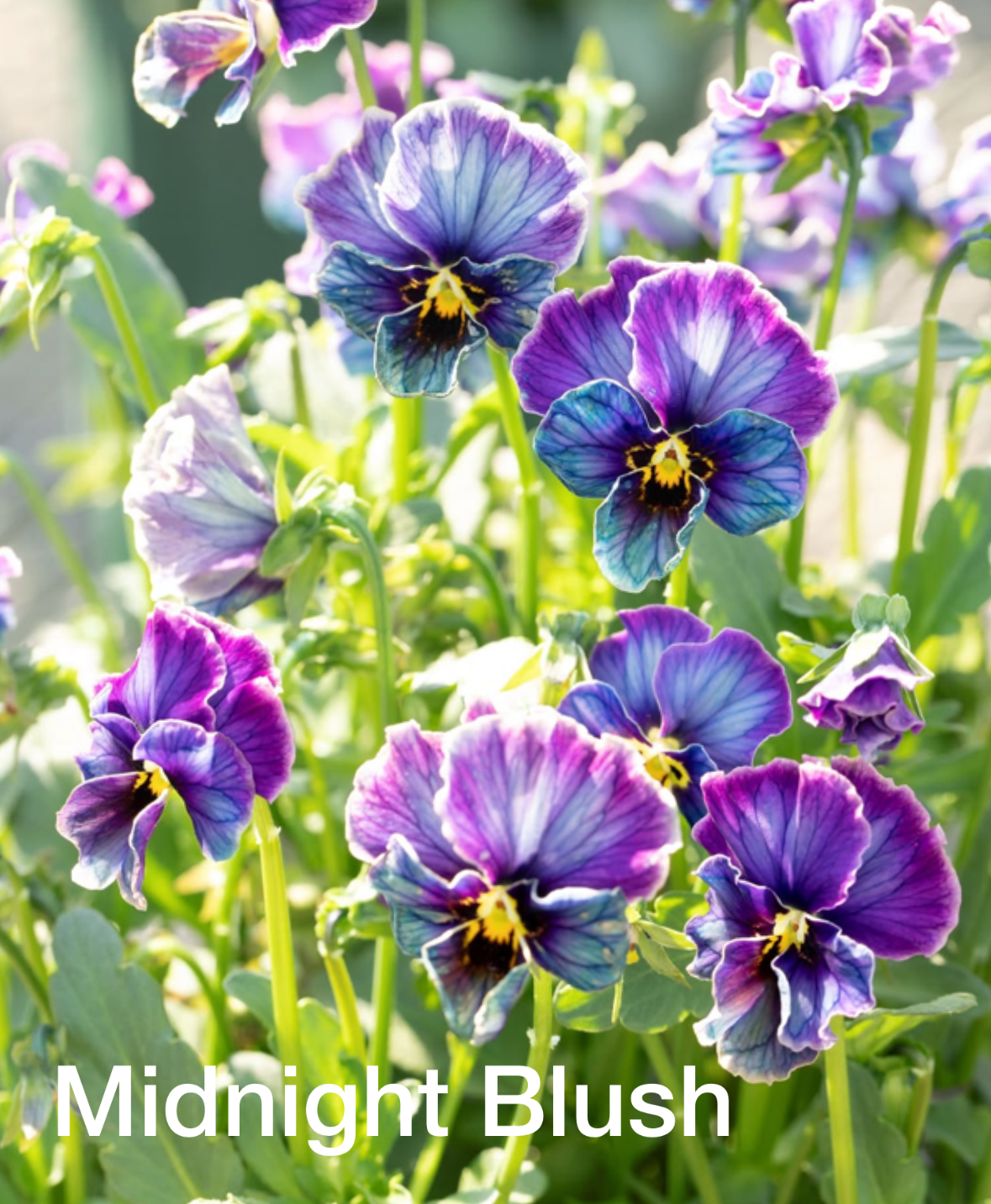 IMG_4379.png