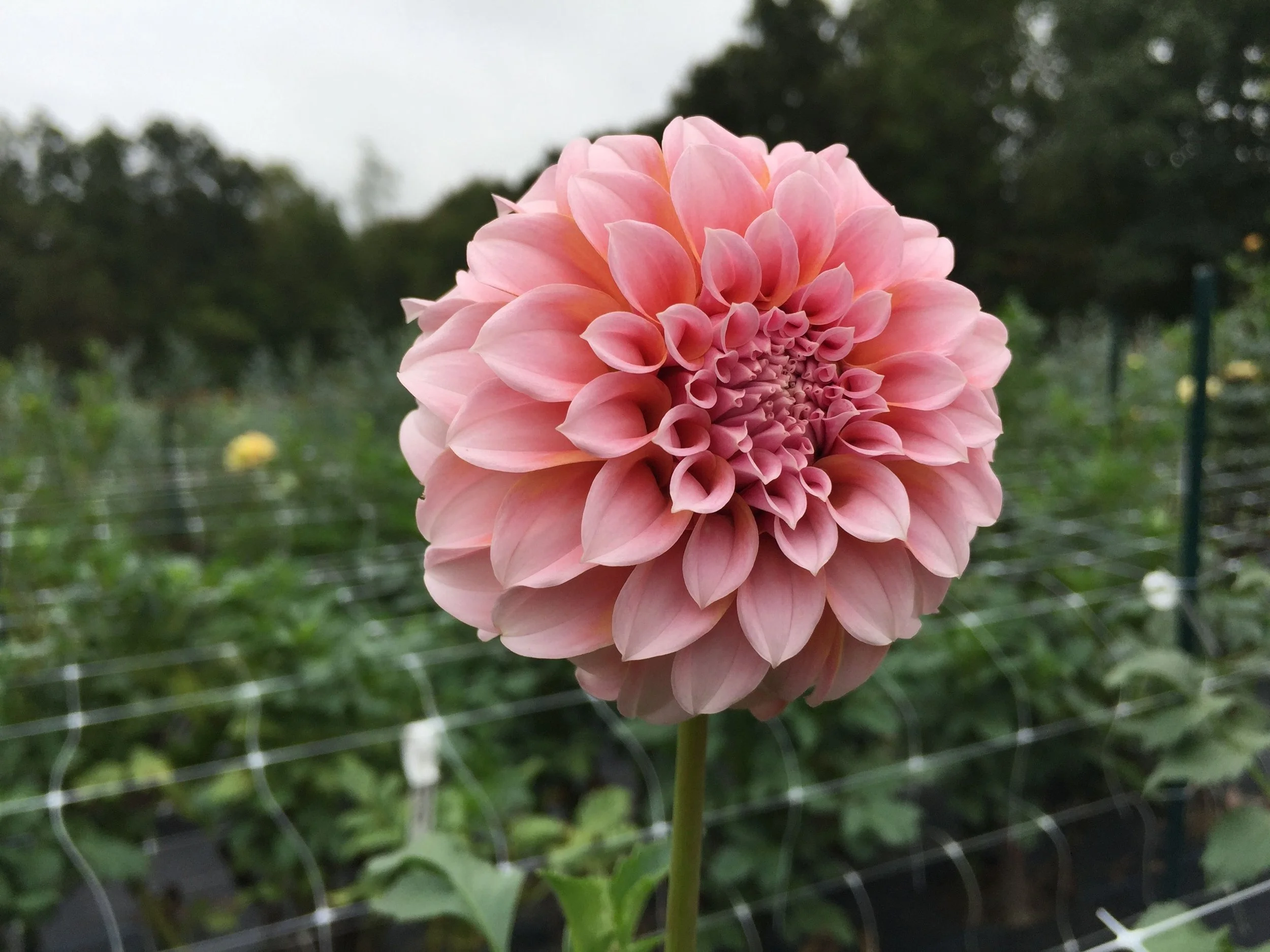 pnc dahlia.jpg