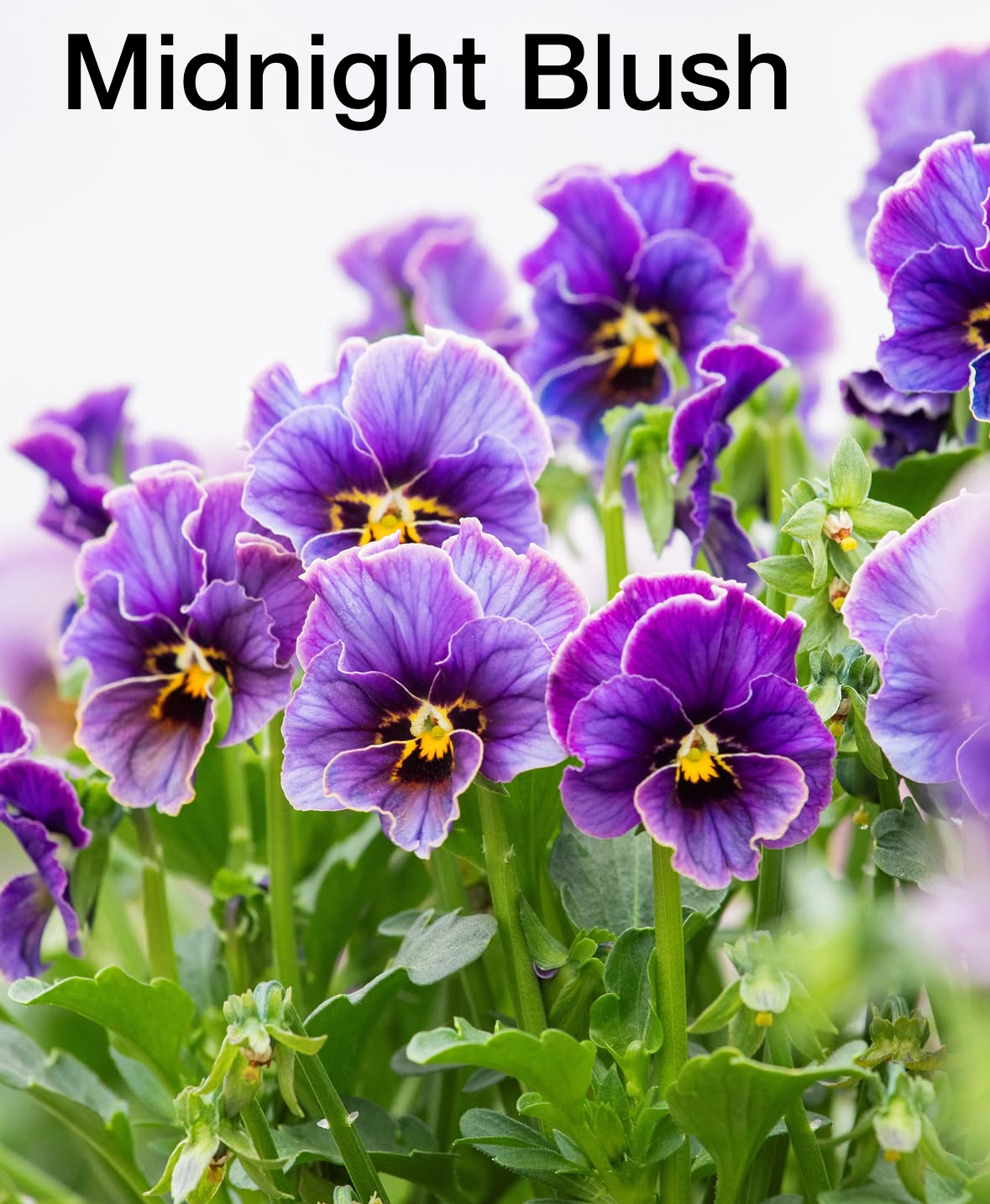 IMG_4376.png