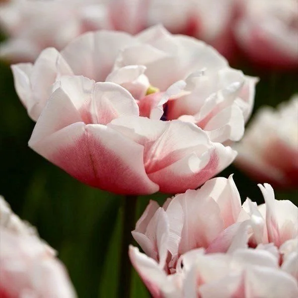 Tulip Special