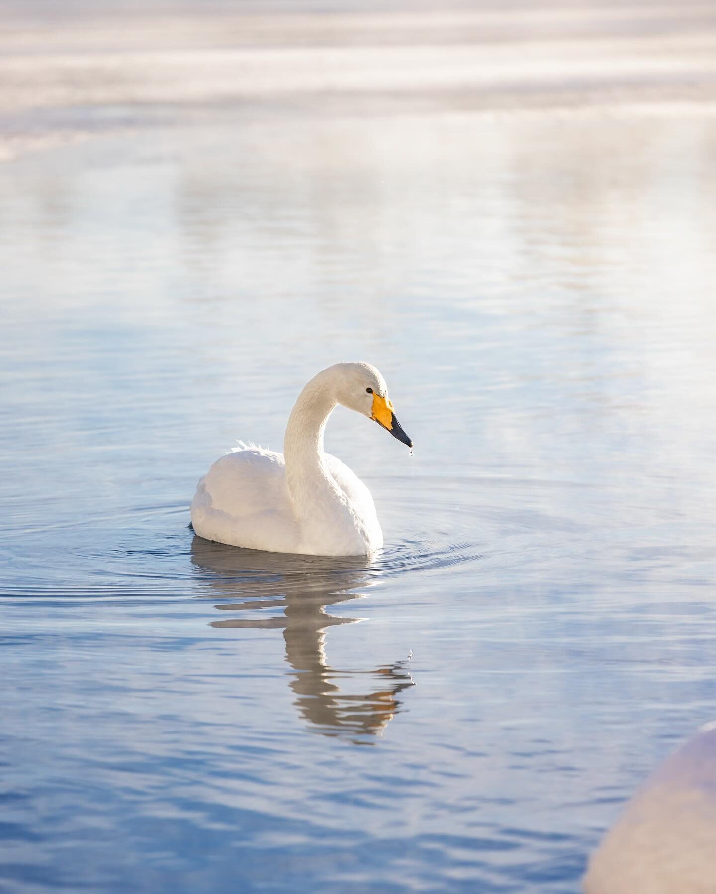 Yesterday 🤍✨ February light and swans are a perfect match.

#lapland #finland #laulujoutsen #whooperswan #muonio #stayandwander #canonnordic #ourplanetdaily #discoverearth